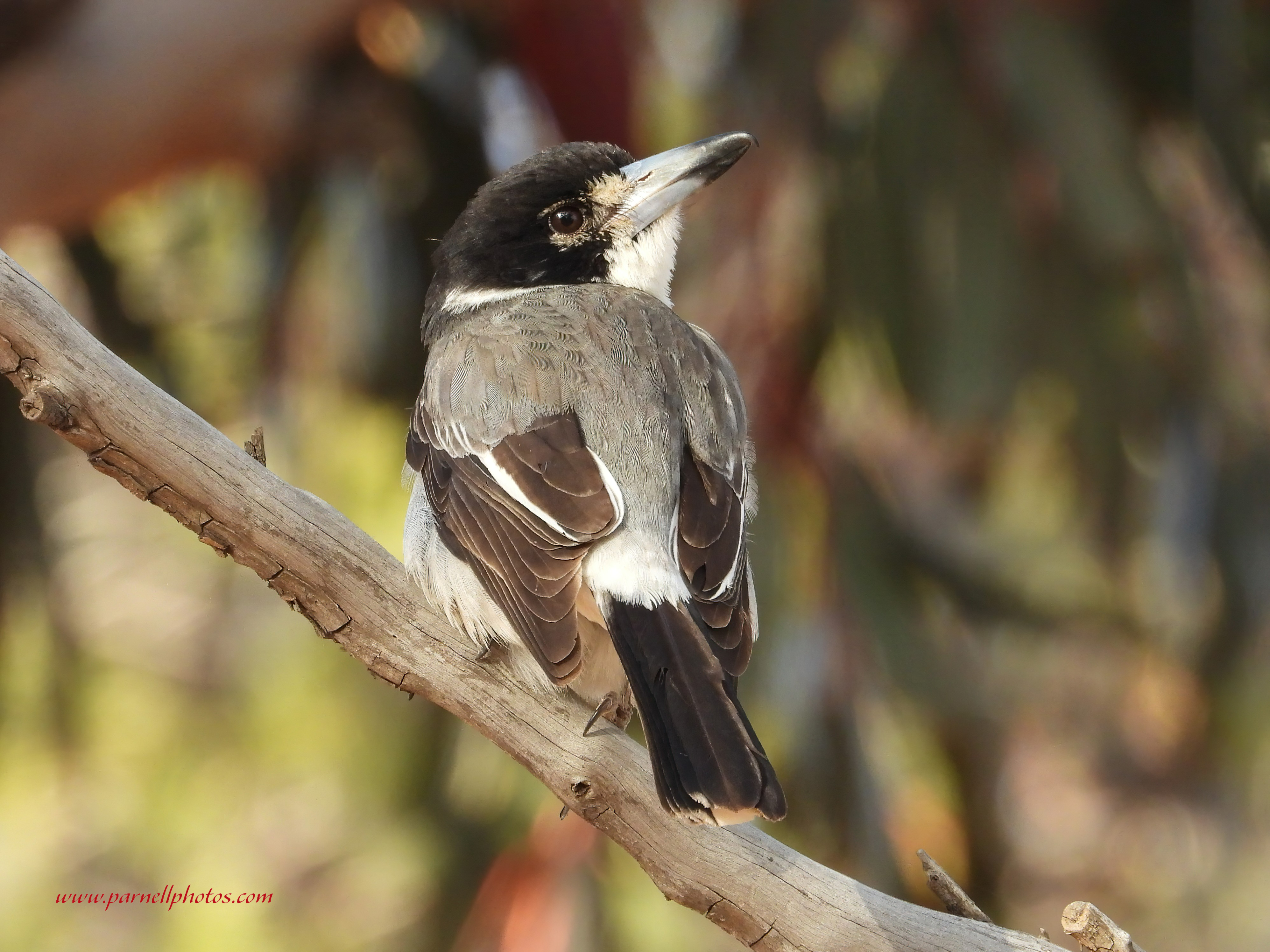 Sunny Grey Butcherbird