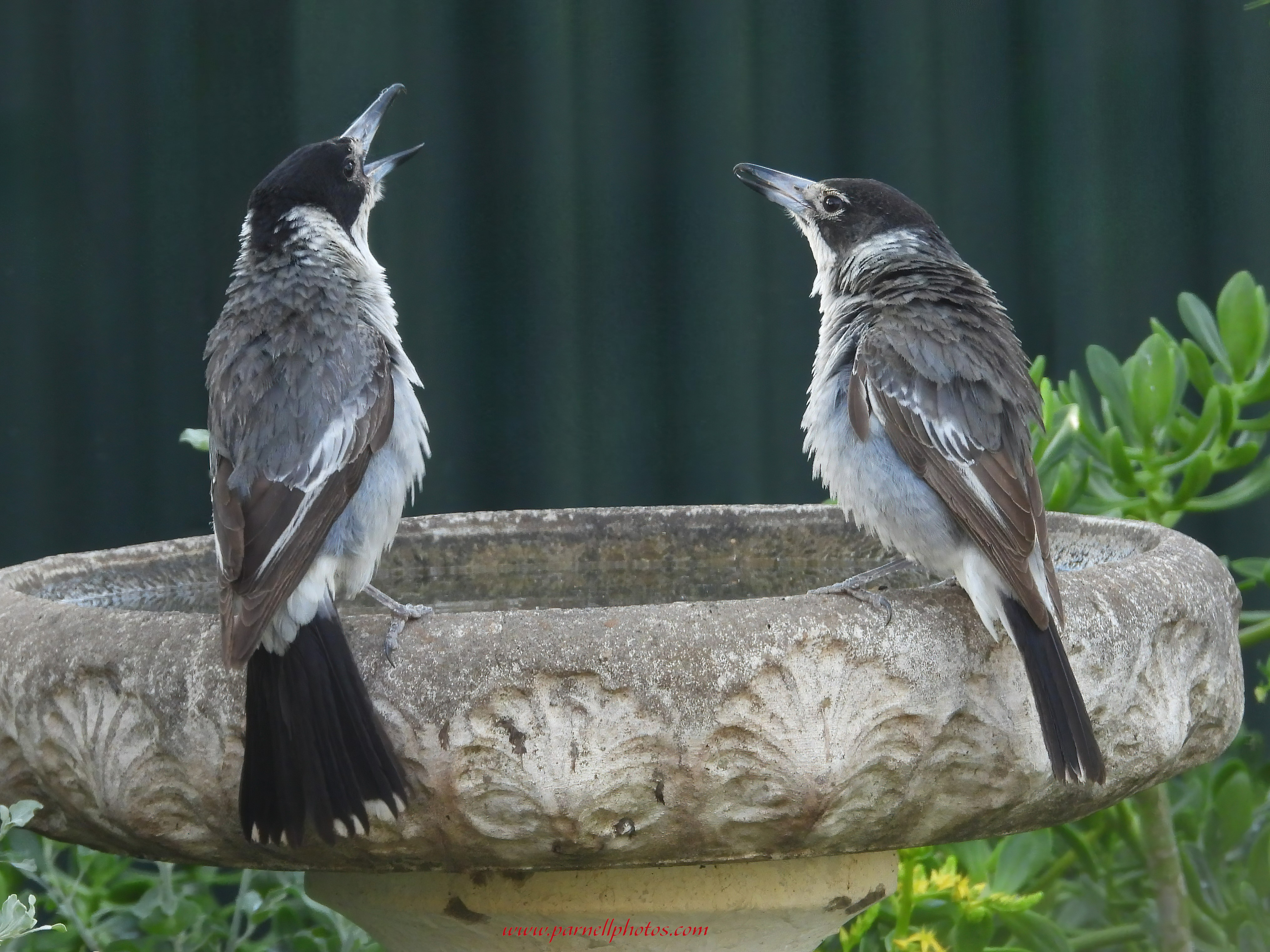 Two at Bird Bath