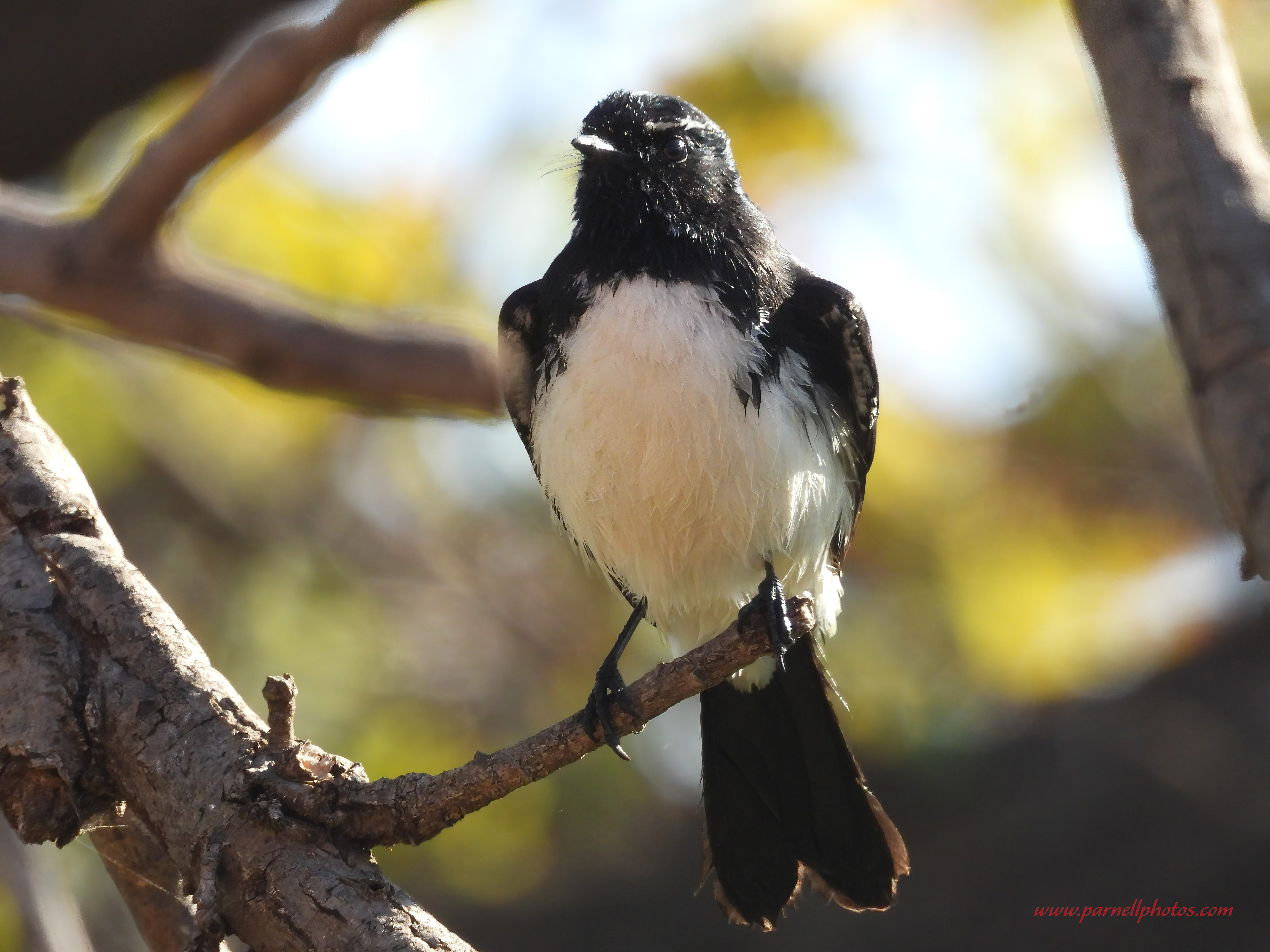 Willie Wagtail After Bath