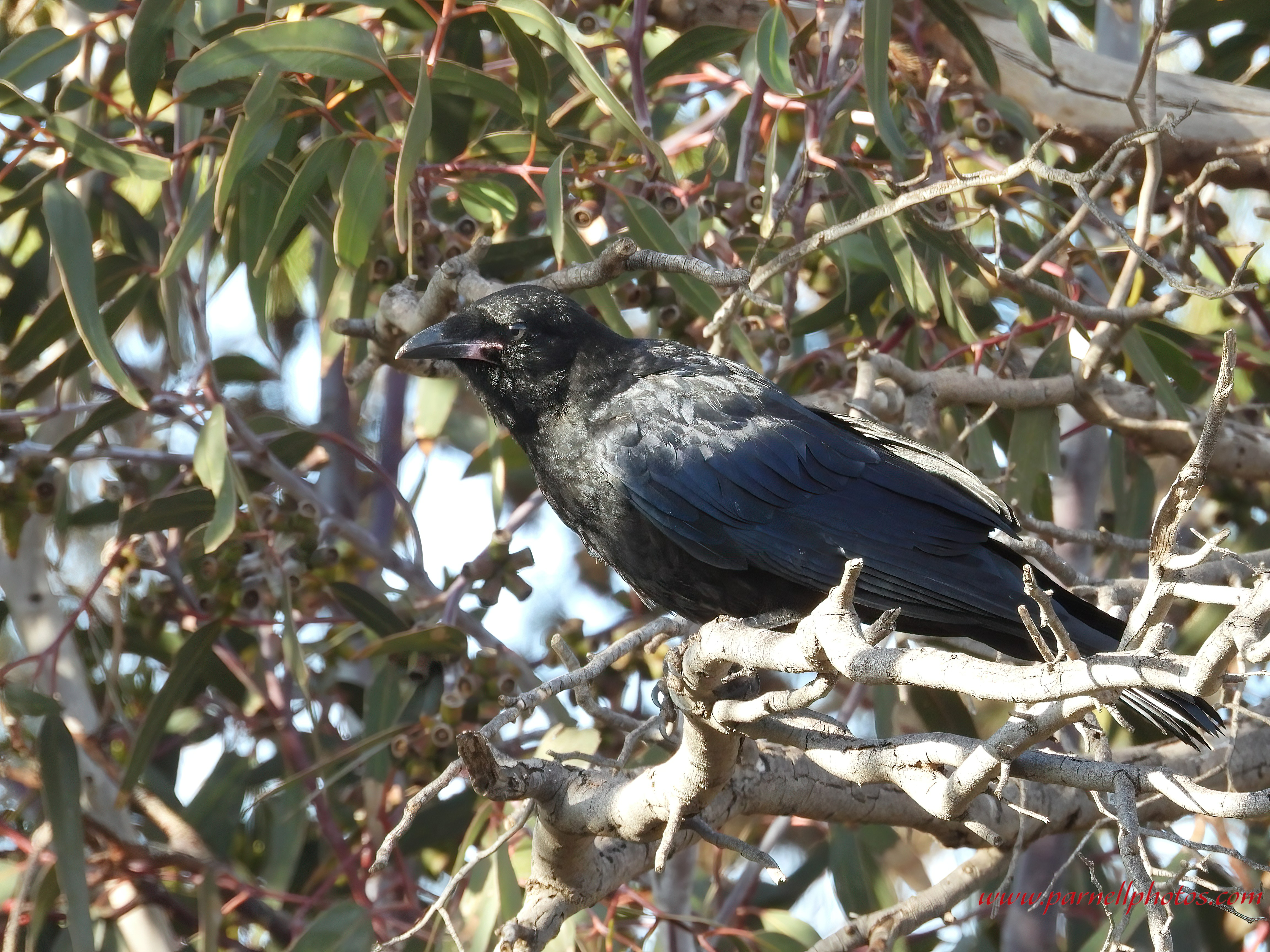 Baby Crow