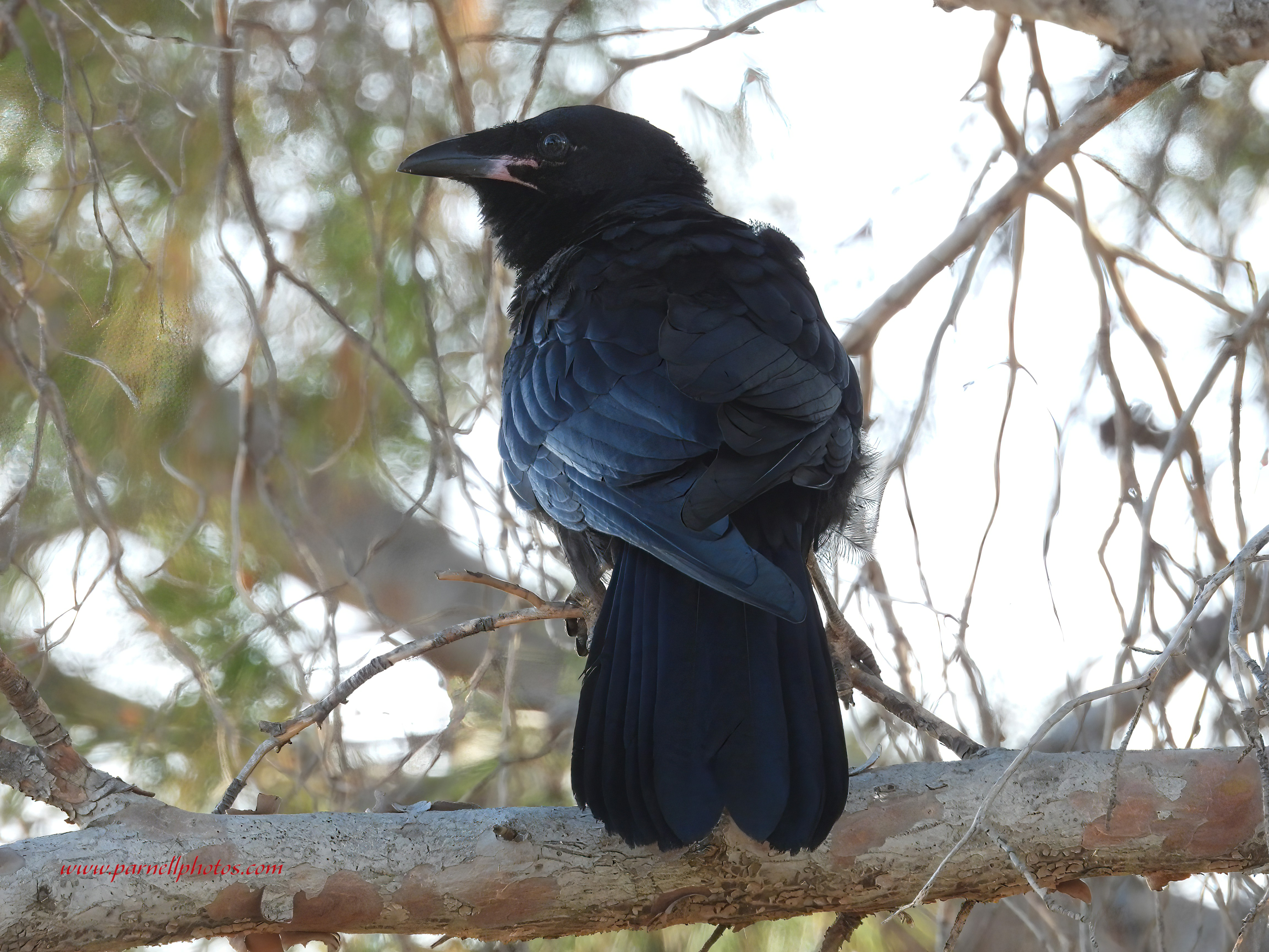 Baby Crow on Branch