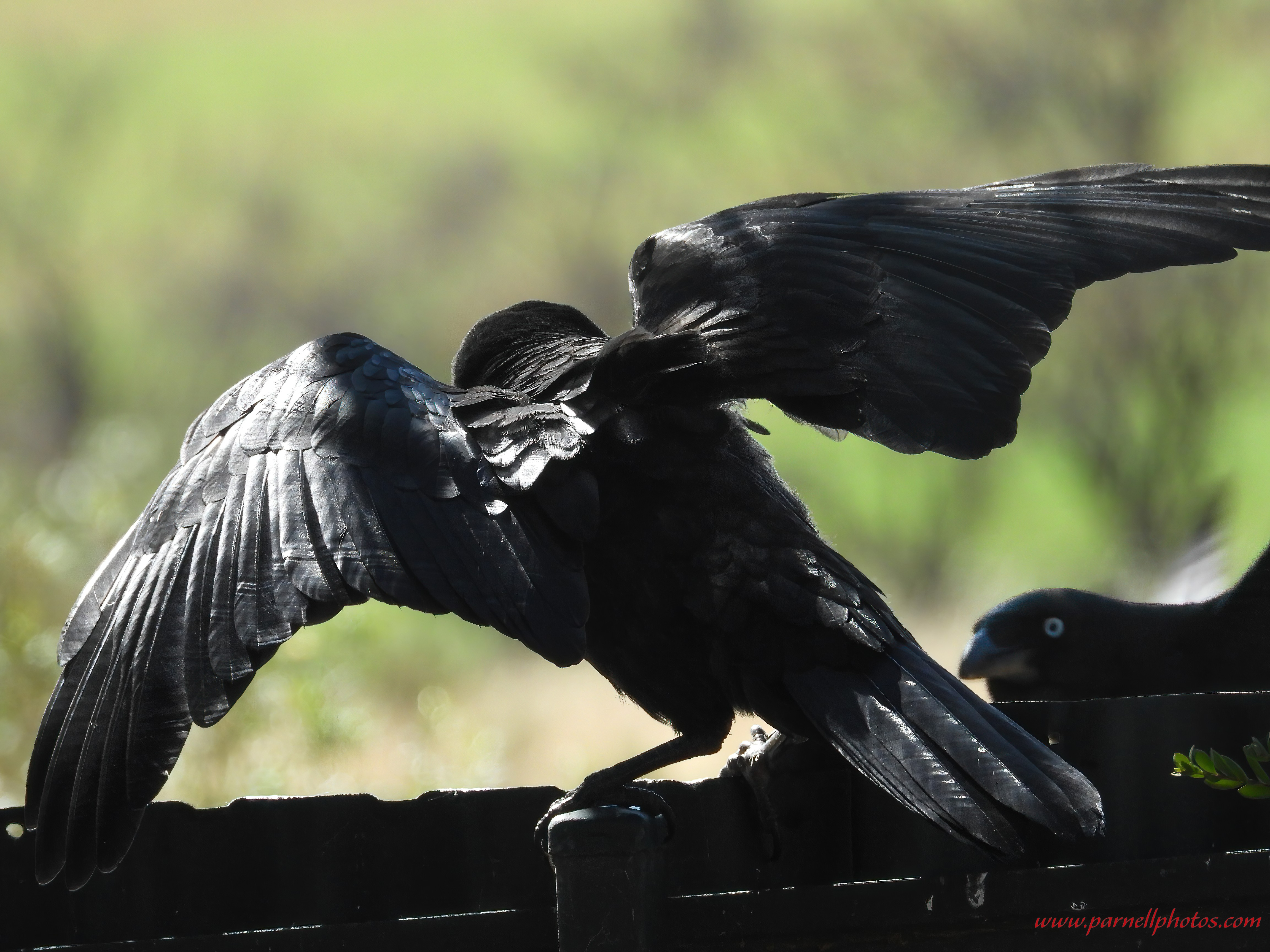 Crow Feeding Time