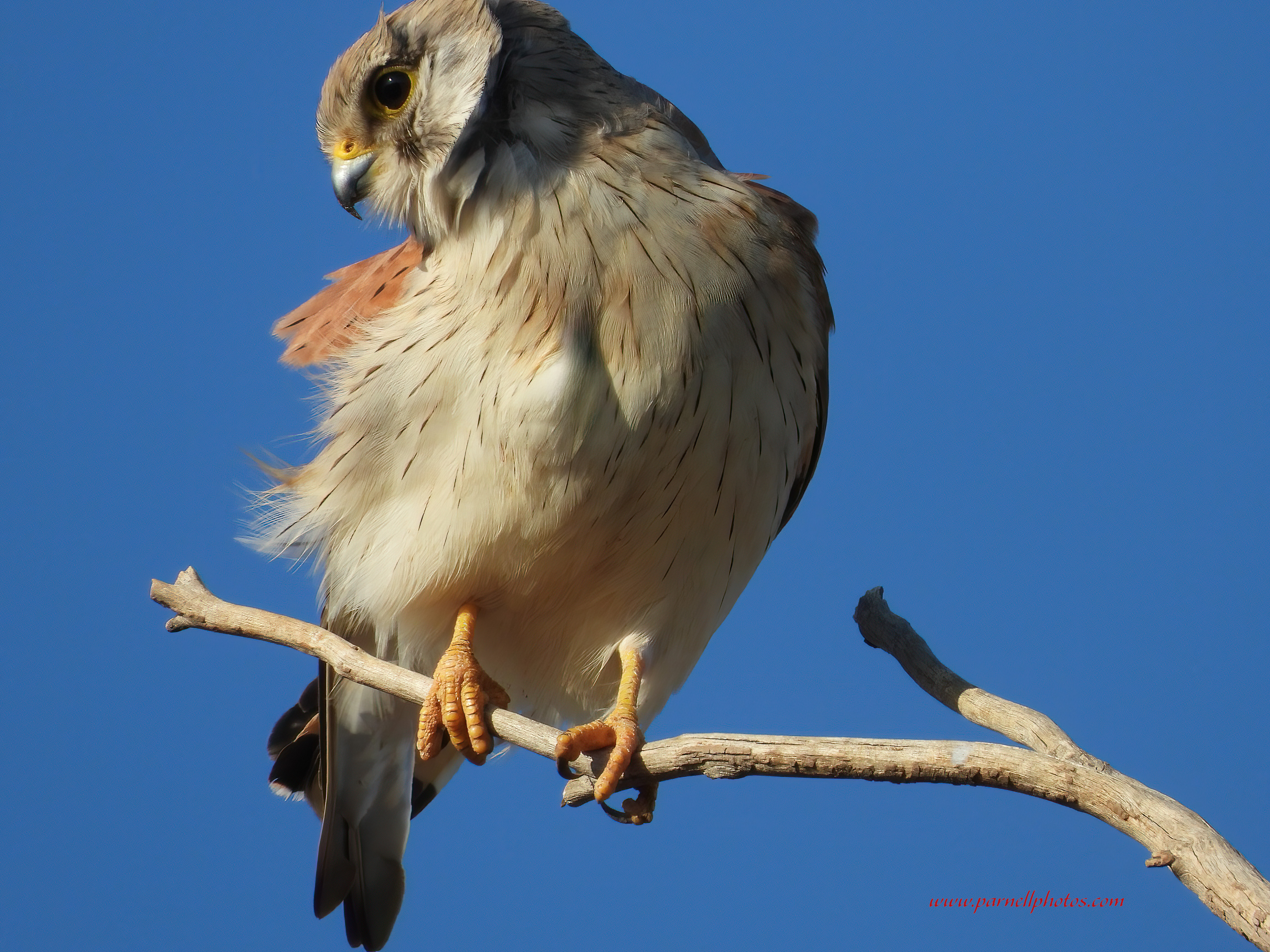 Cute Kestrel