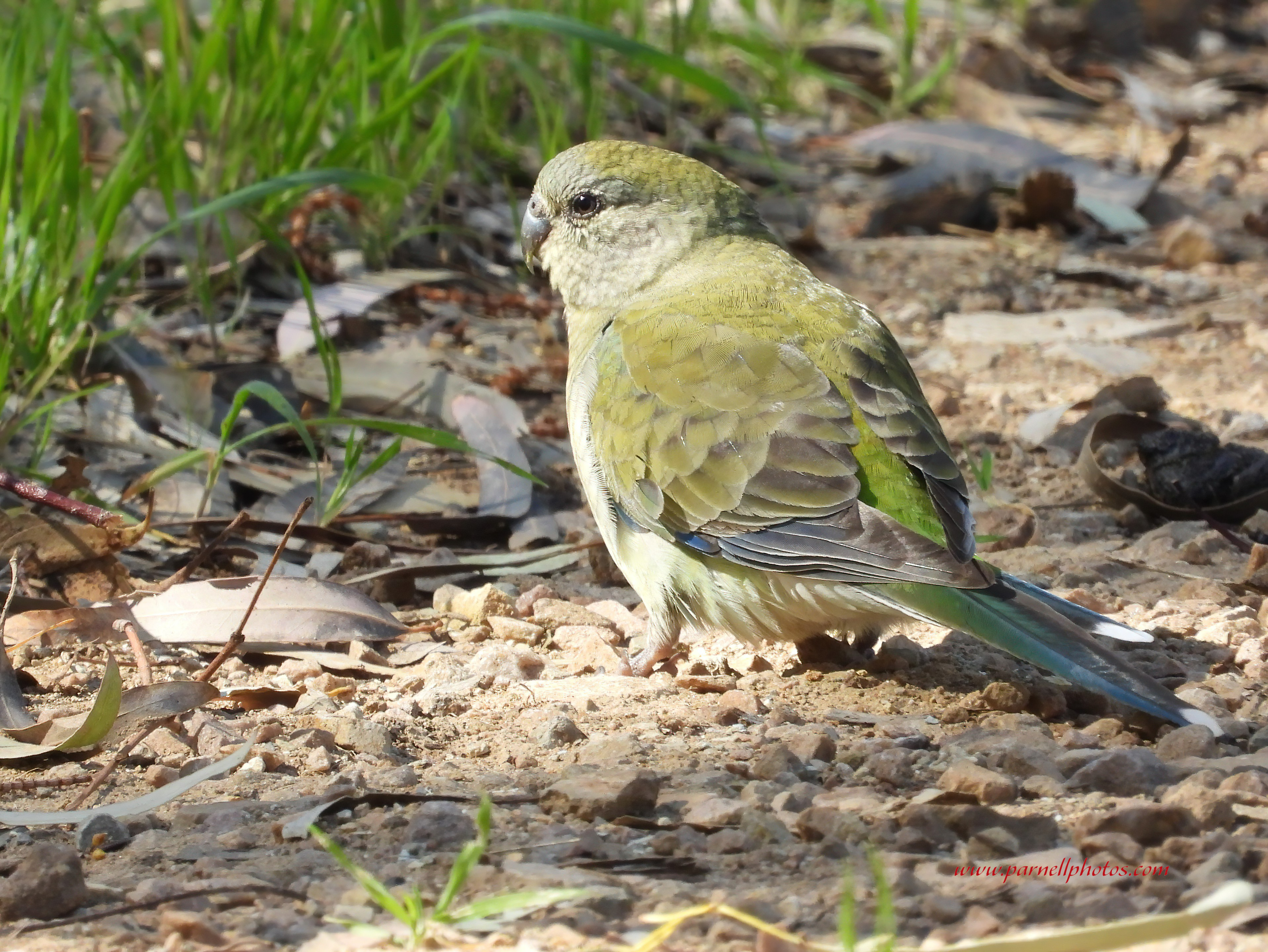 Female Red-rumped Parrot