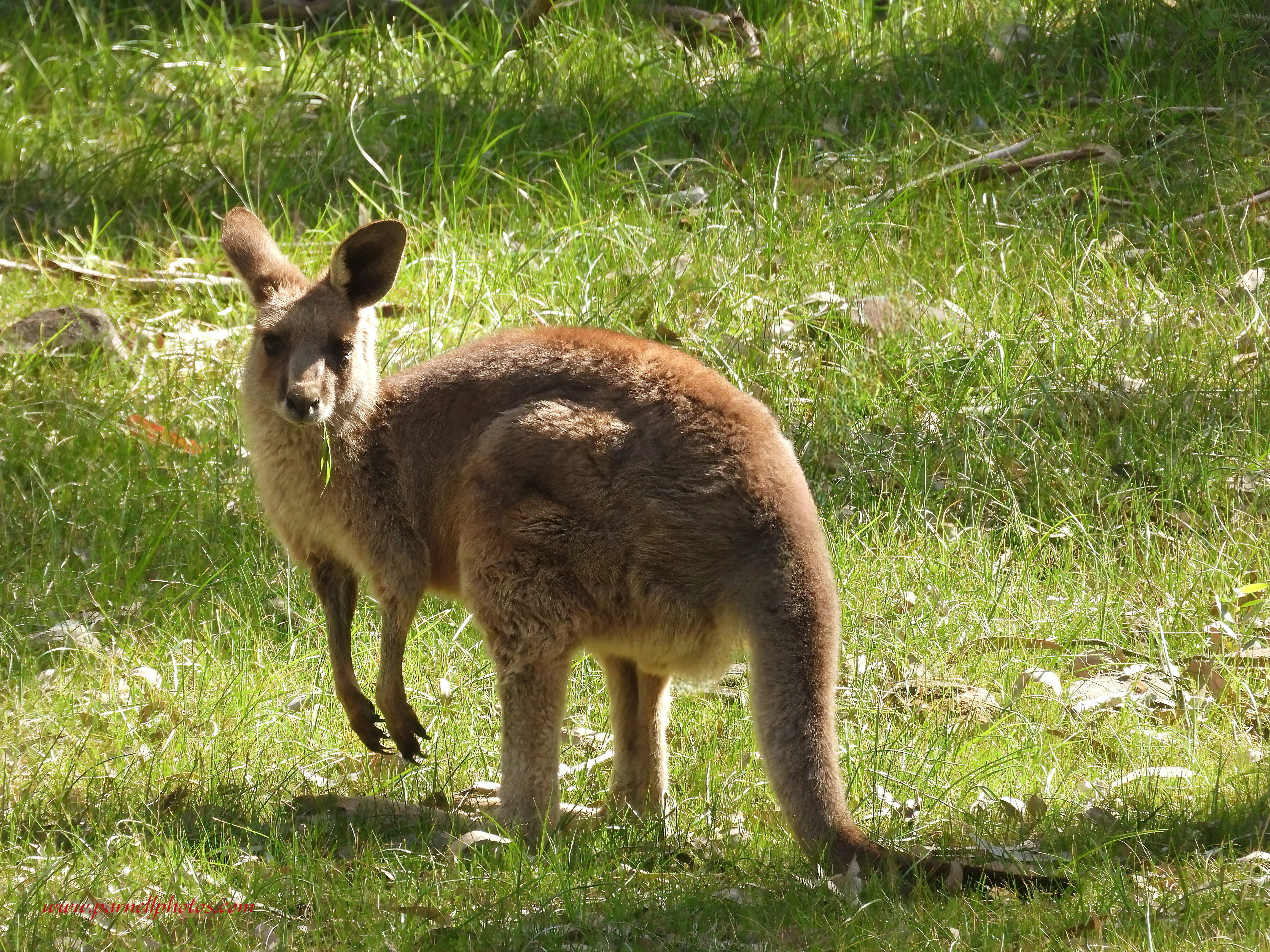 Kangaroos Love Grass