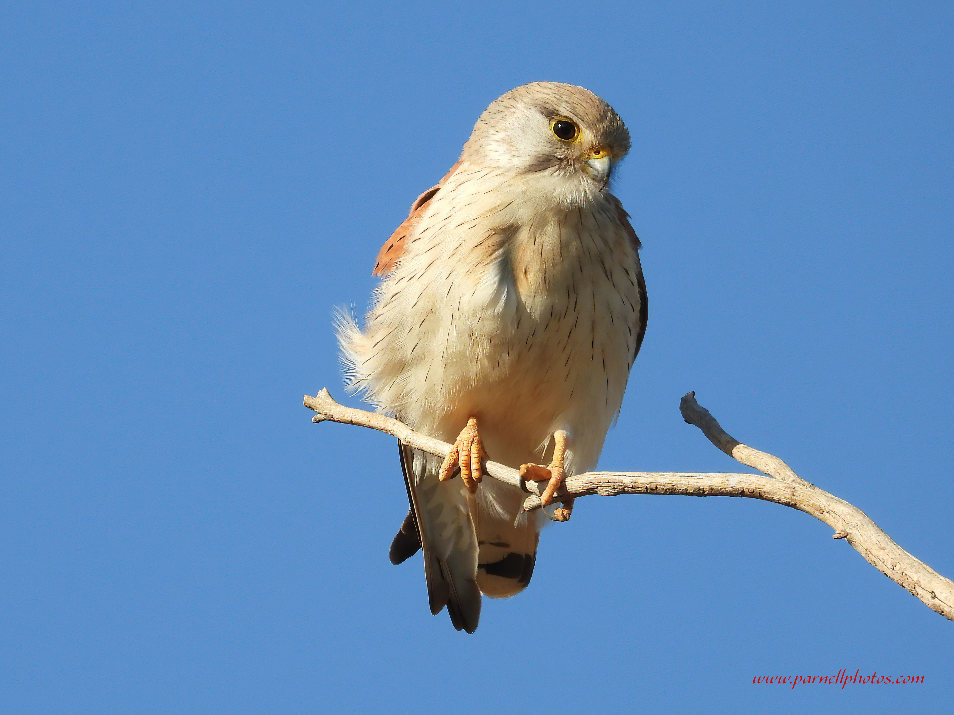 Kestrel Up High