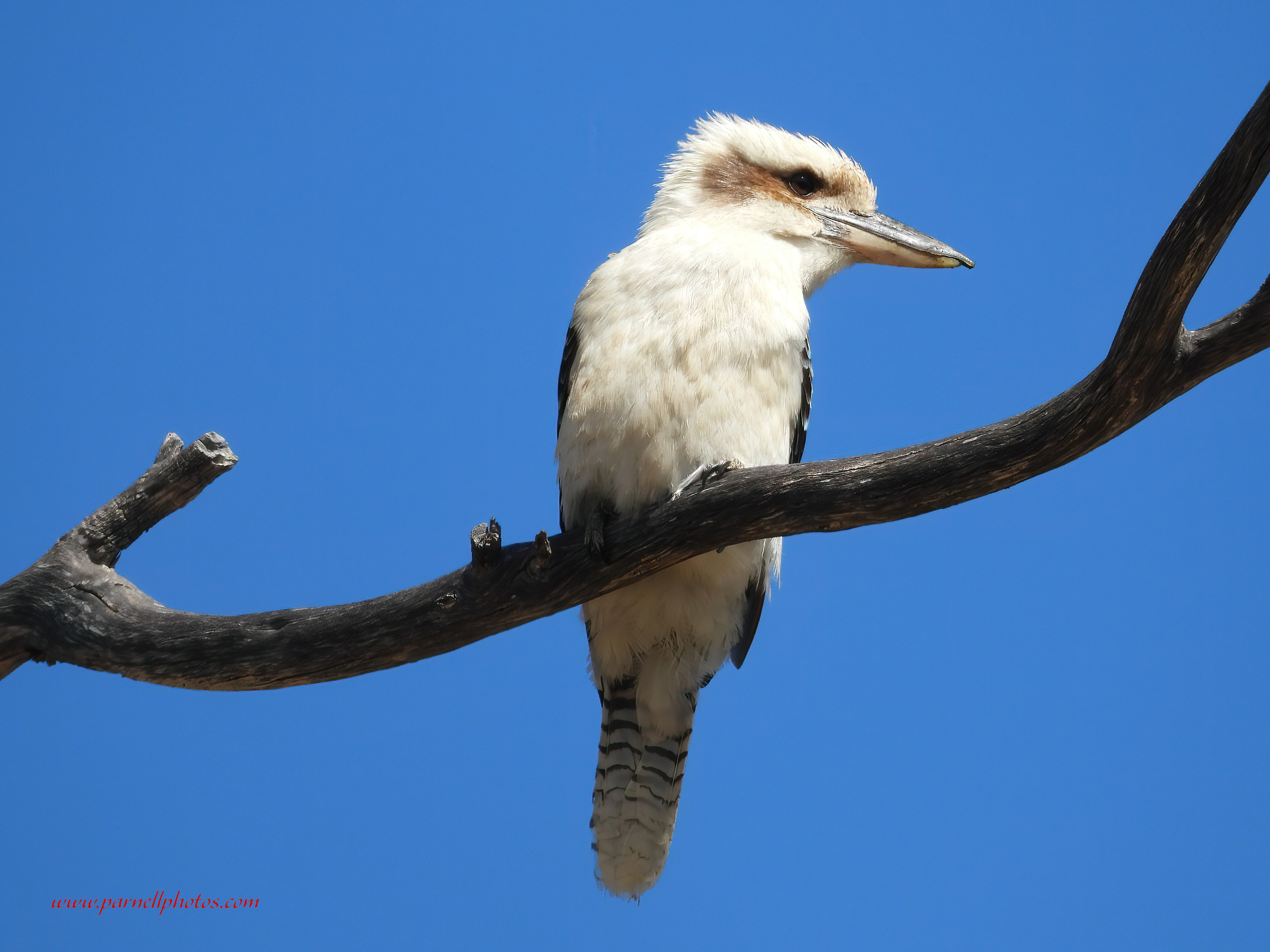 Kookaburra Sits in Old Tree