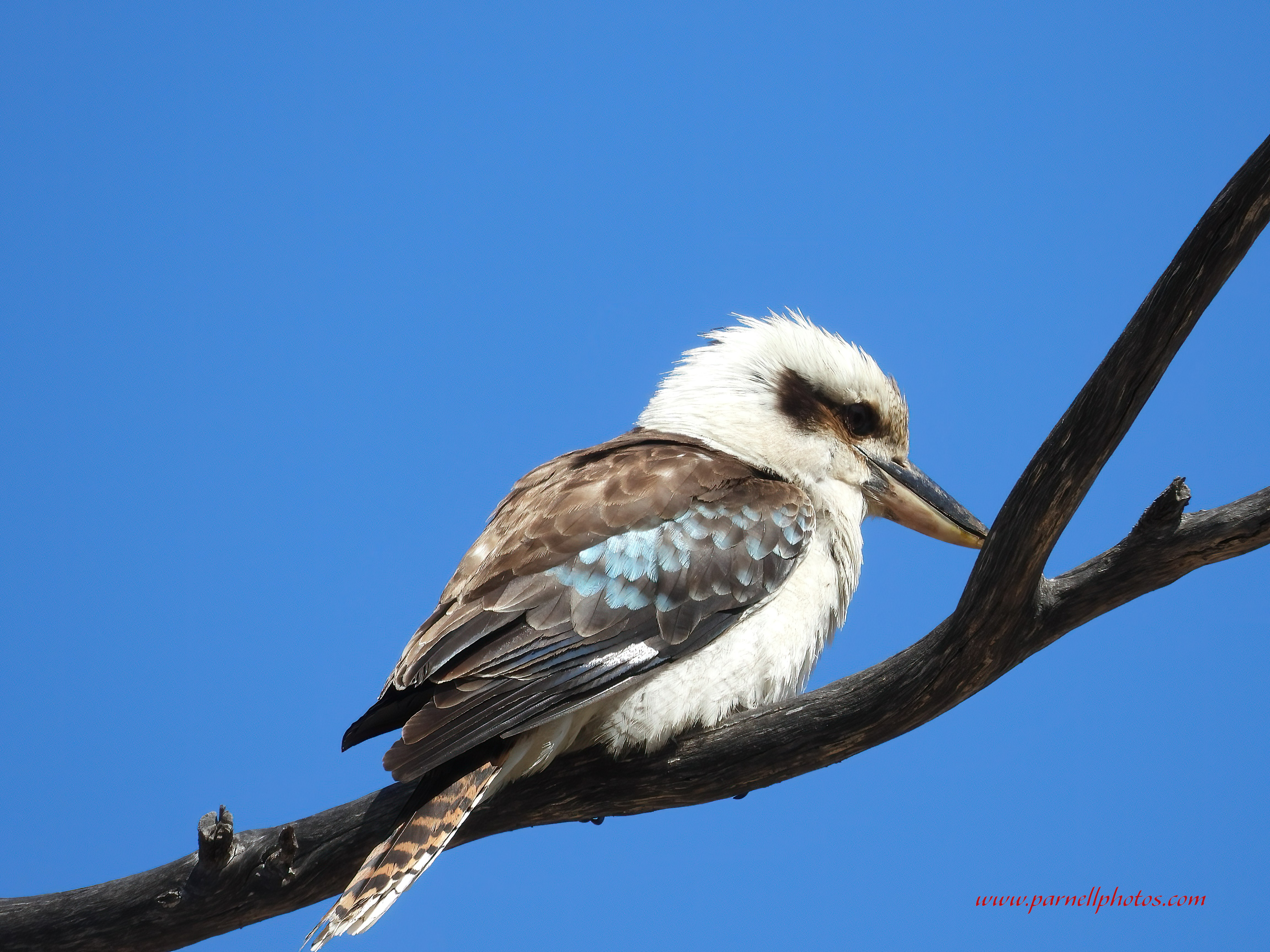 Kookaburra Sunny Day