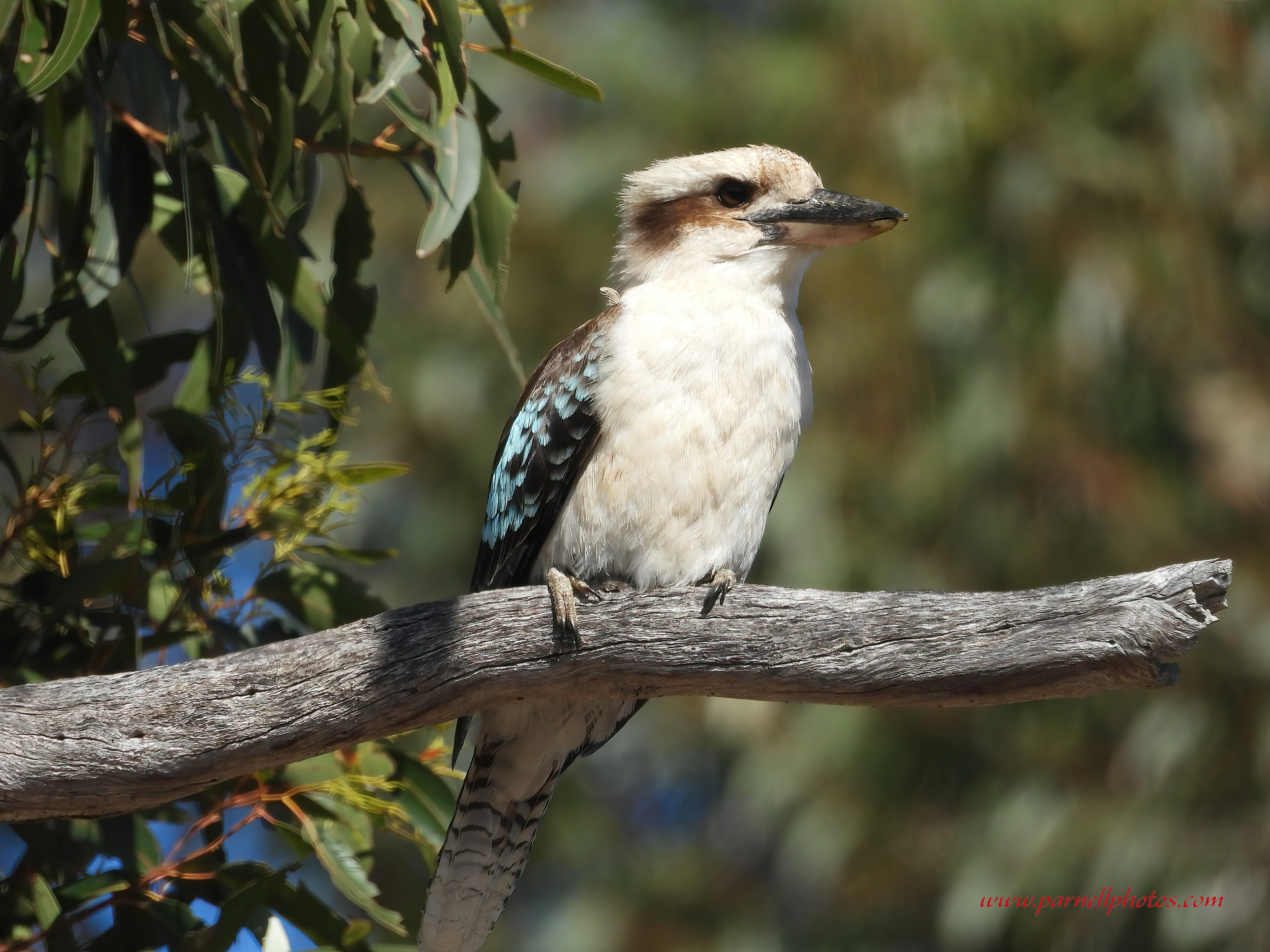 Kookaburra at Beetaloo