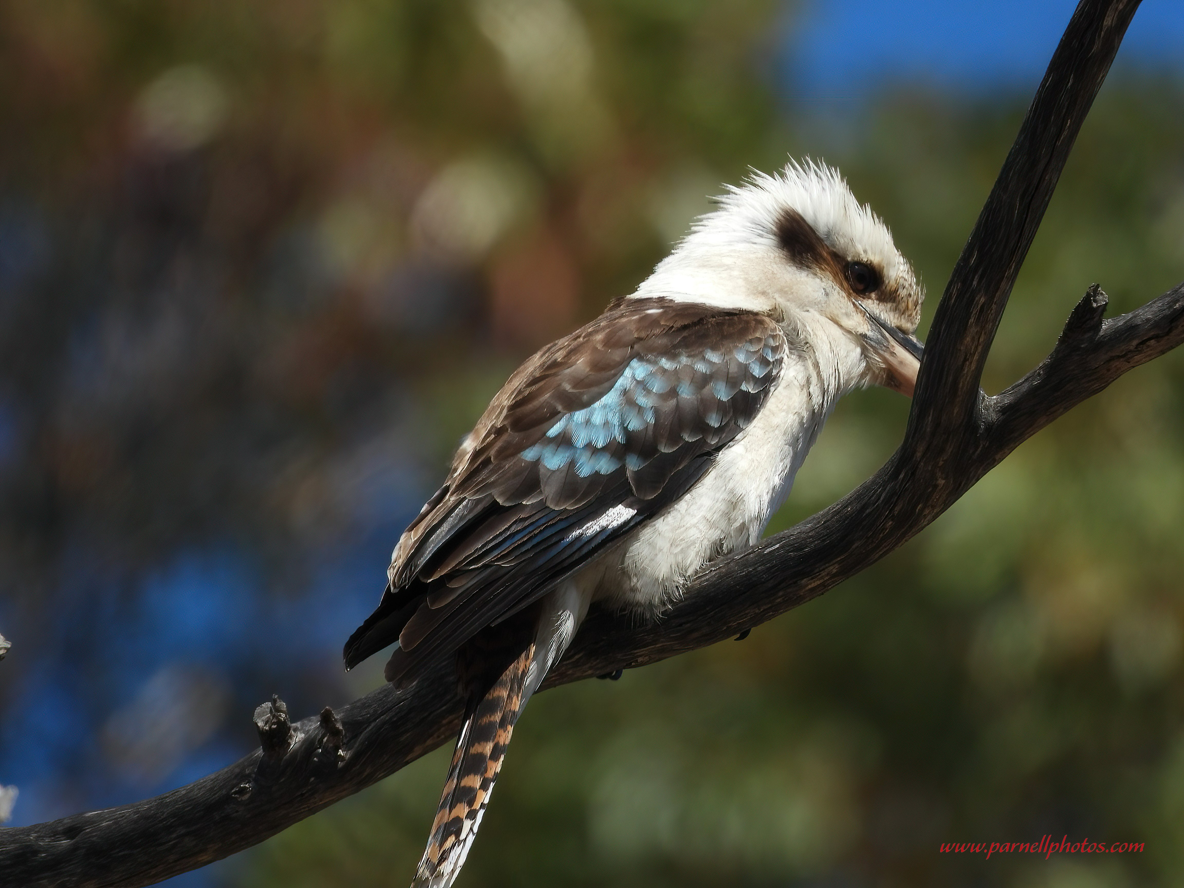 Kookaburra on Branch