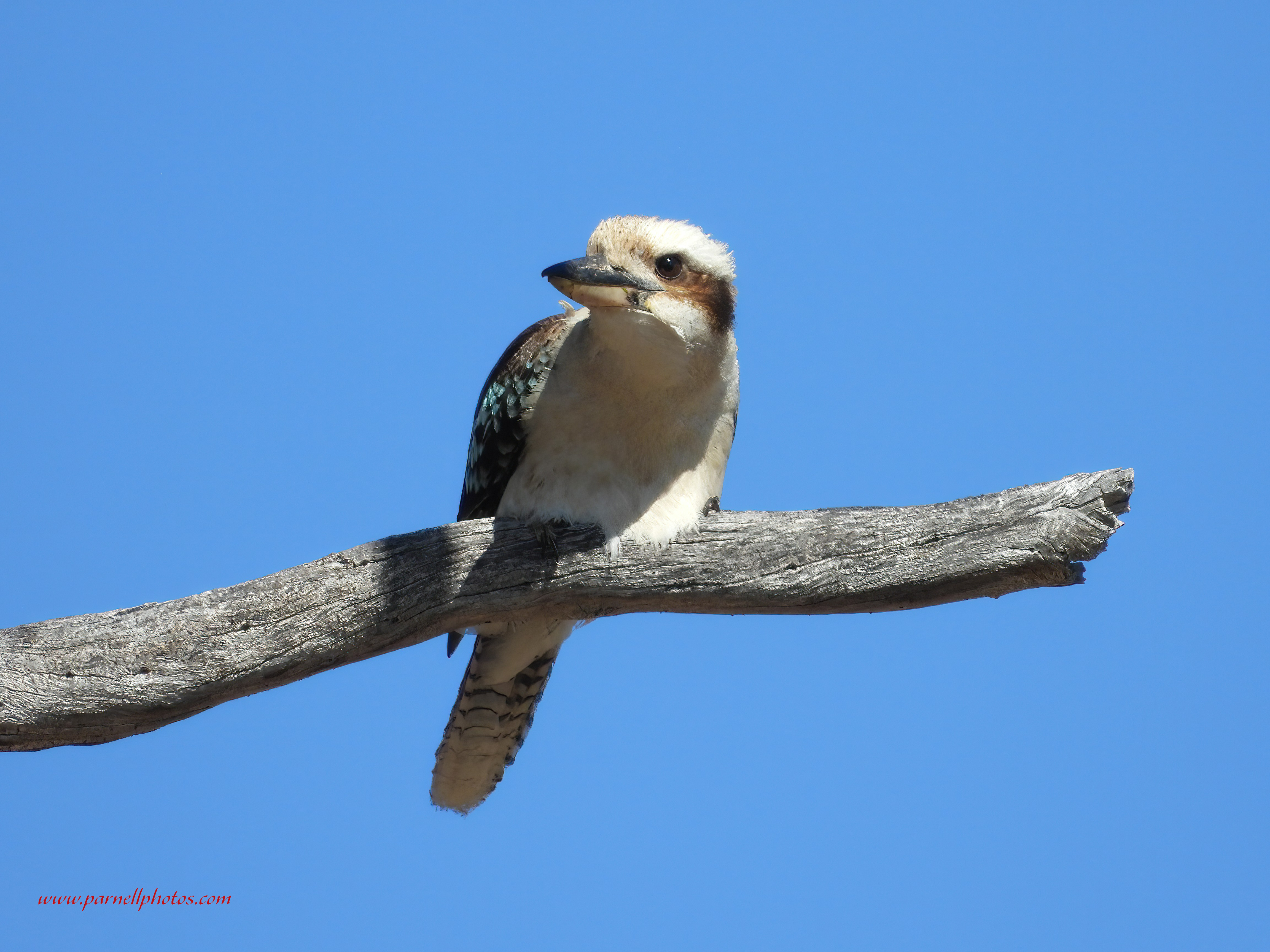 Kookaburra on Dead Branch