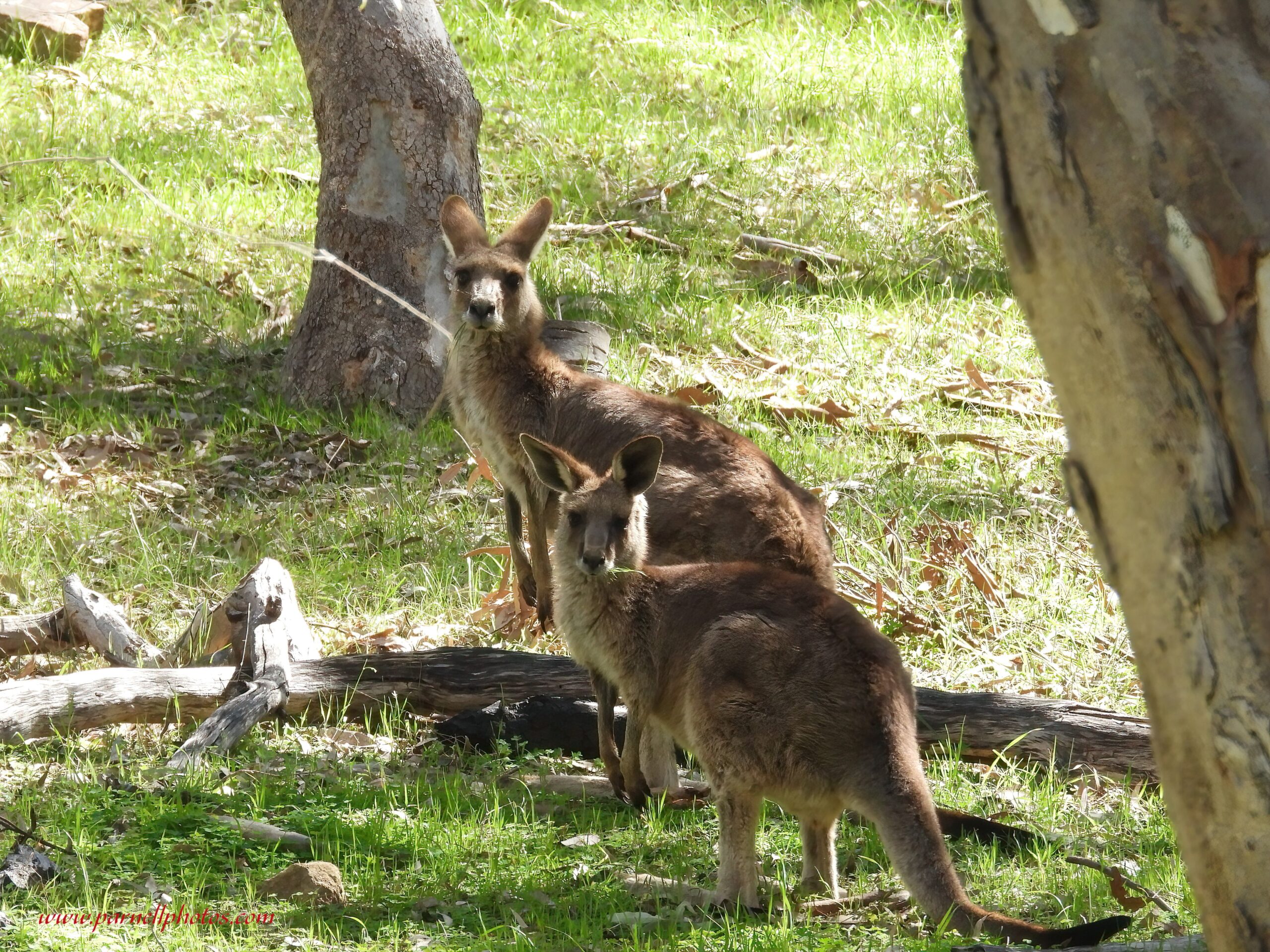 Mum and Joey