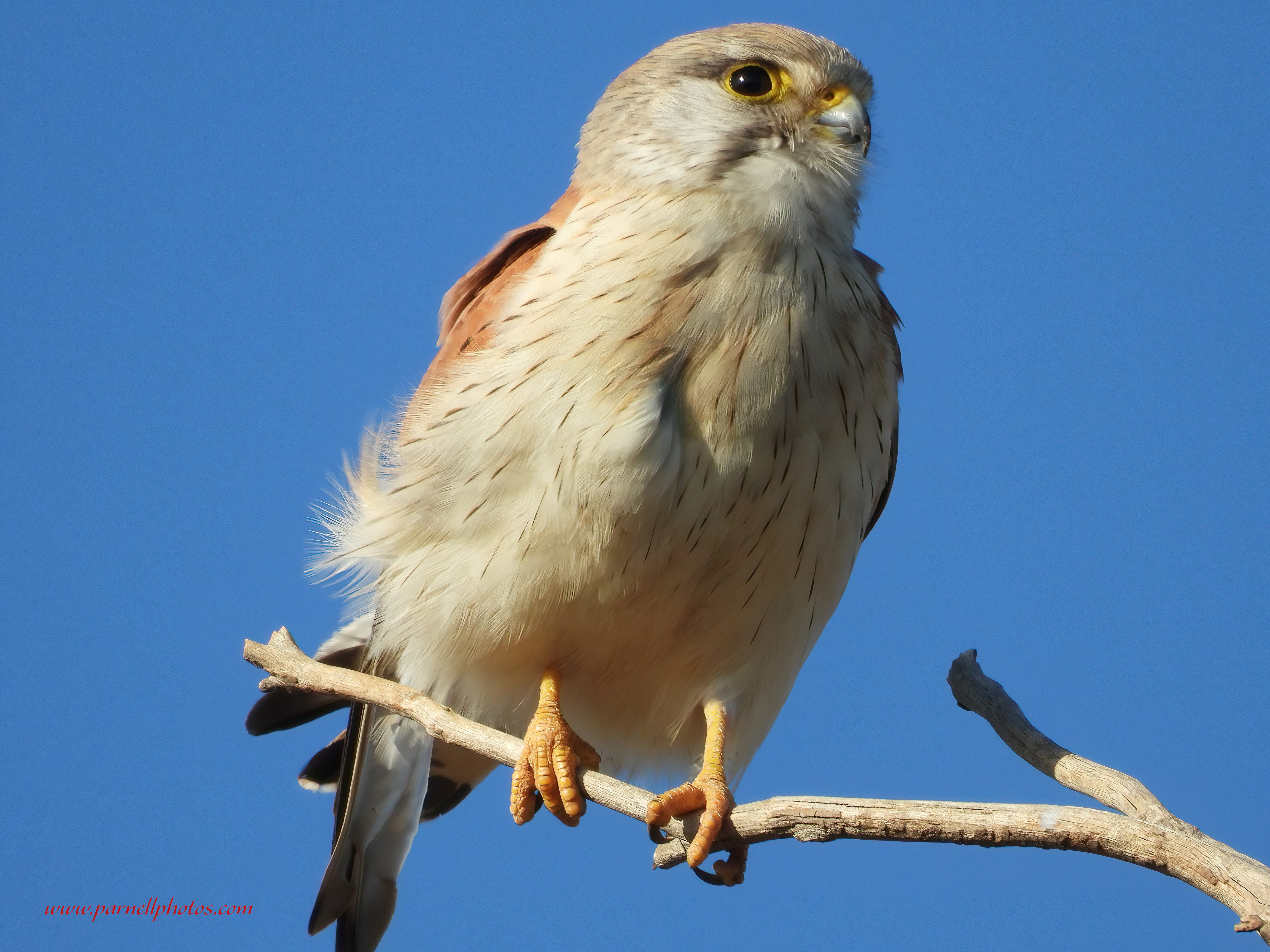 Nankeen Kestrel