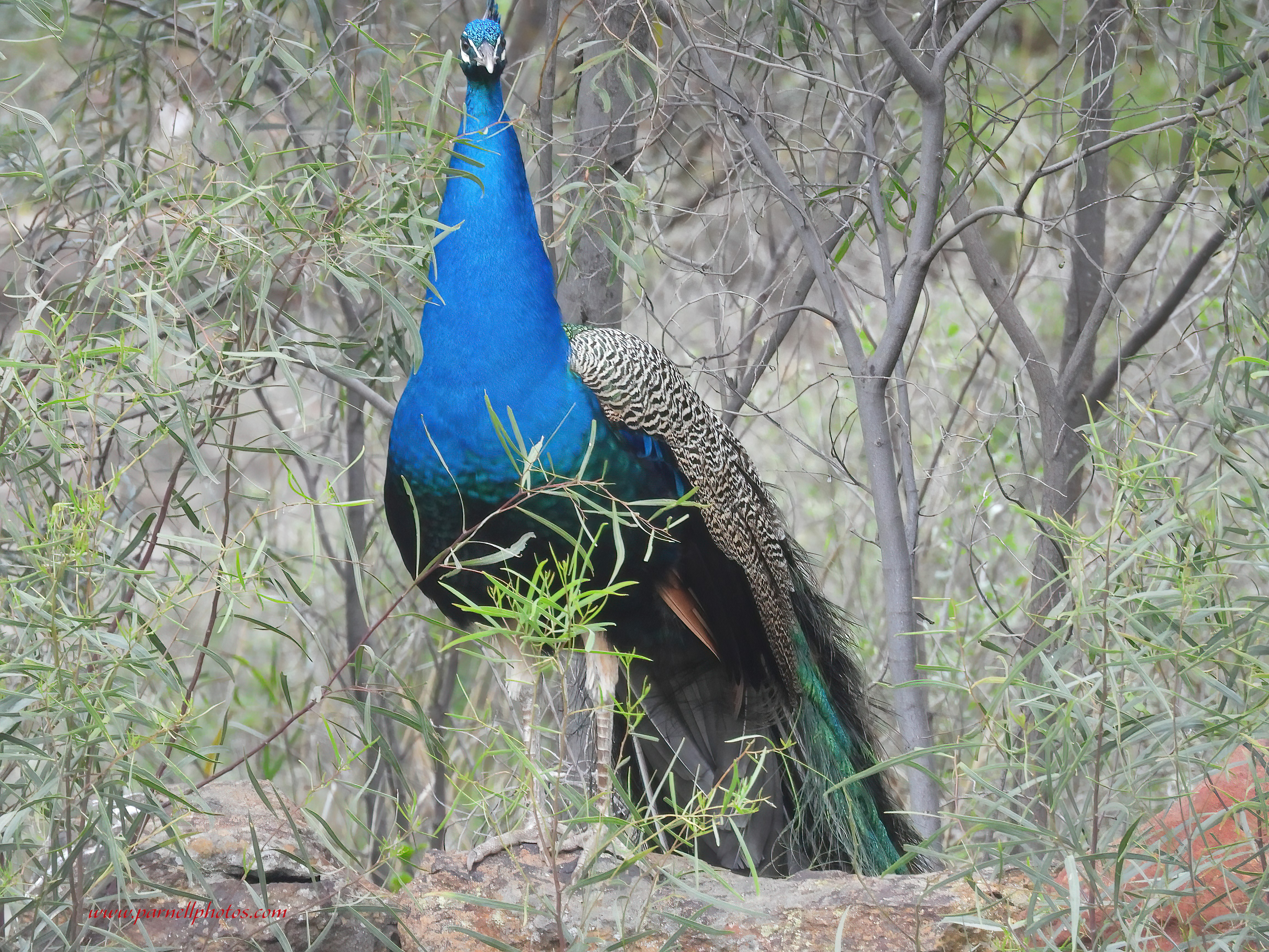 Peacock Hiding