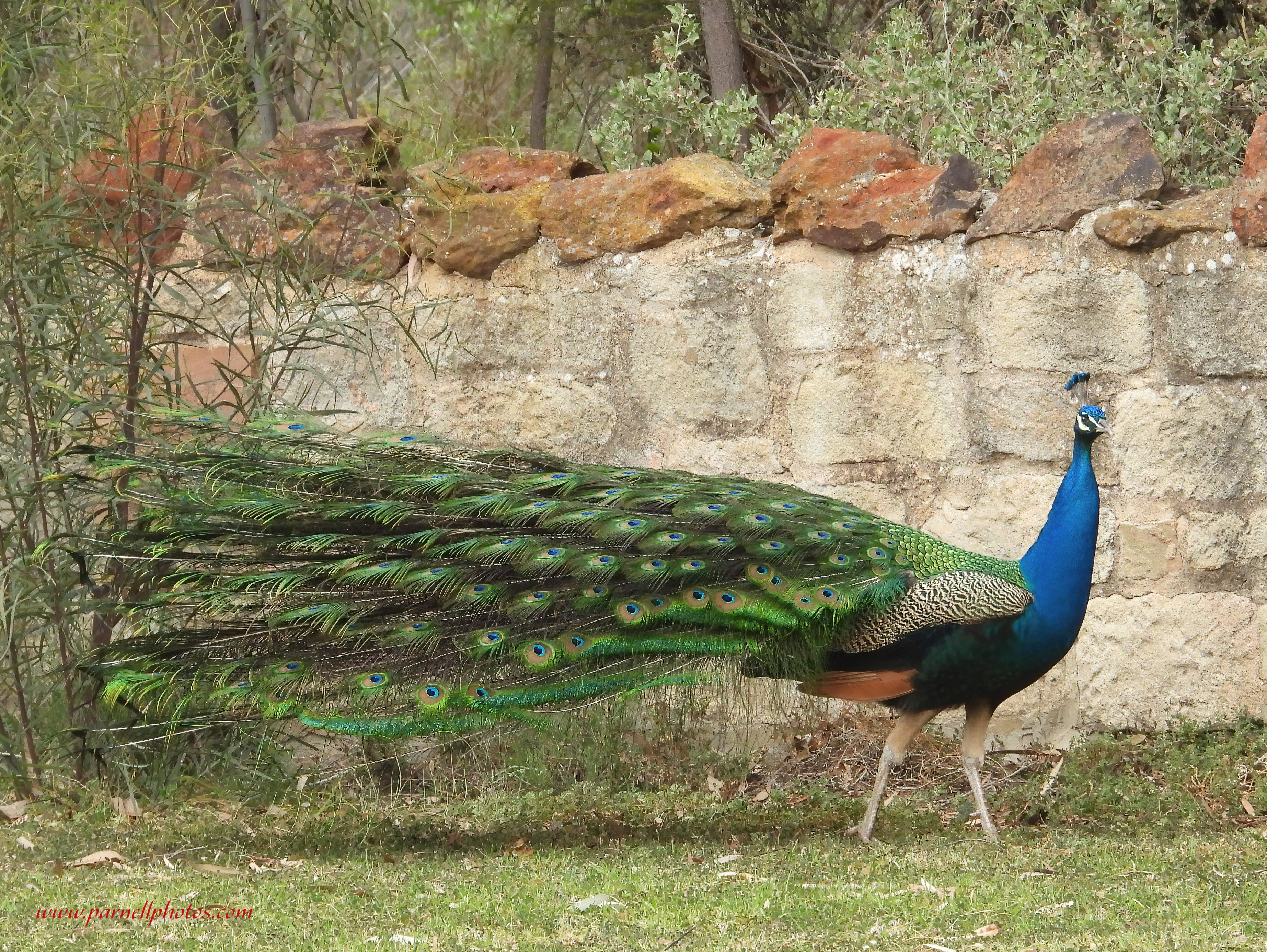 Peacock Impressive Walk