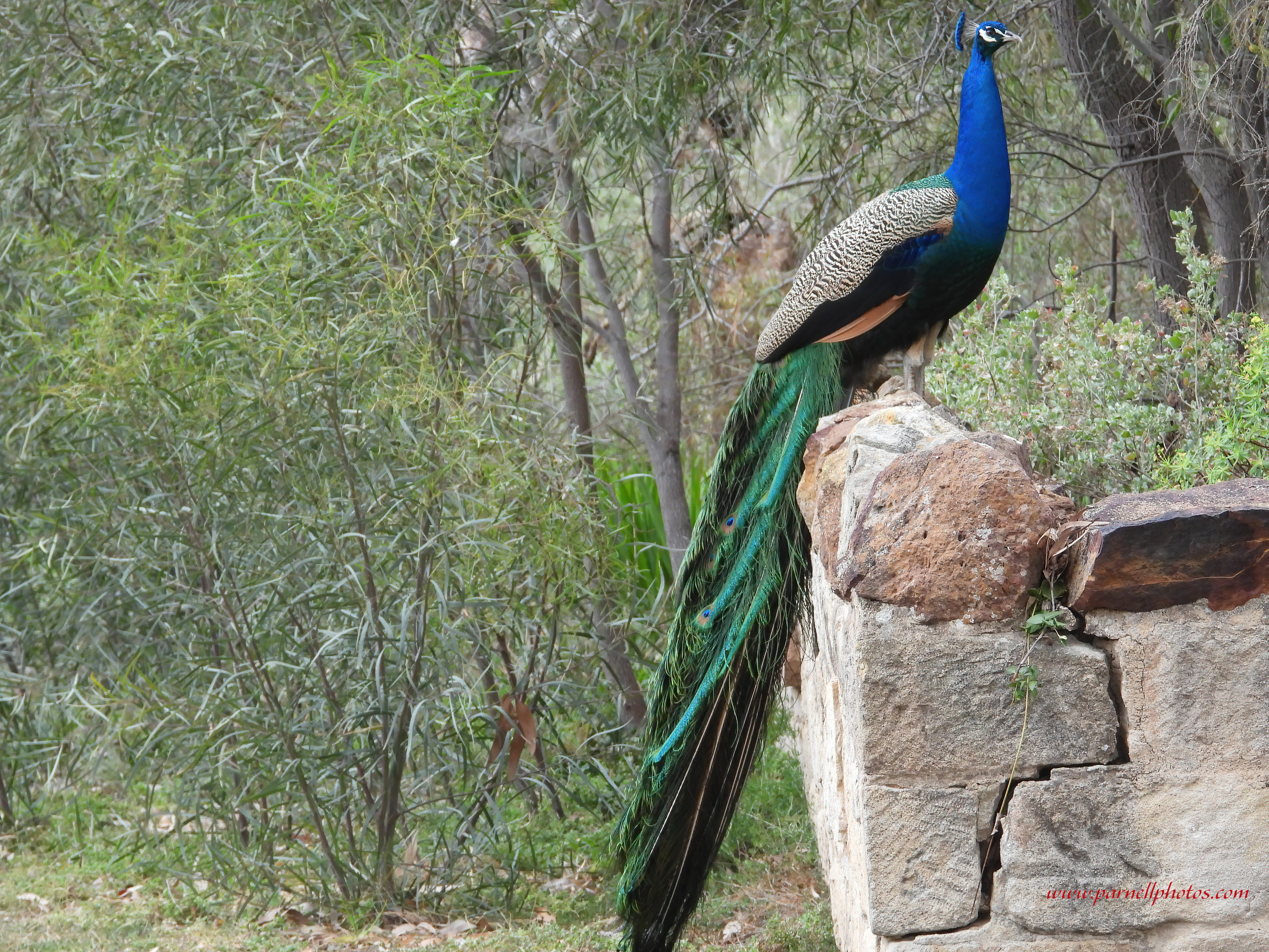 Peacock Long Tail