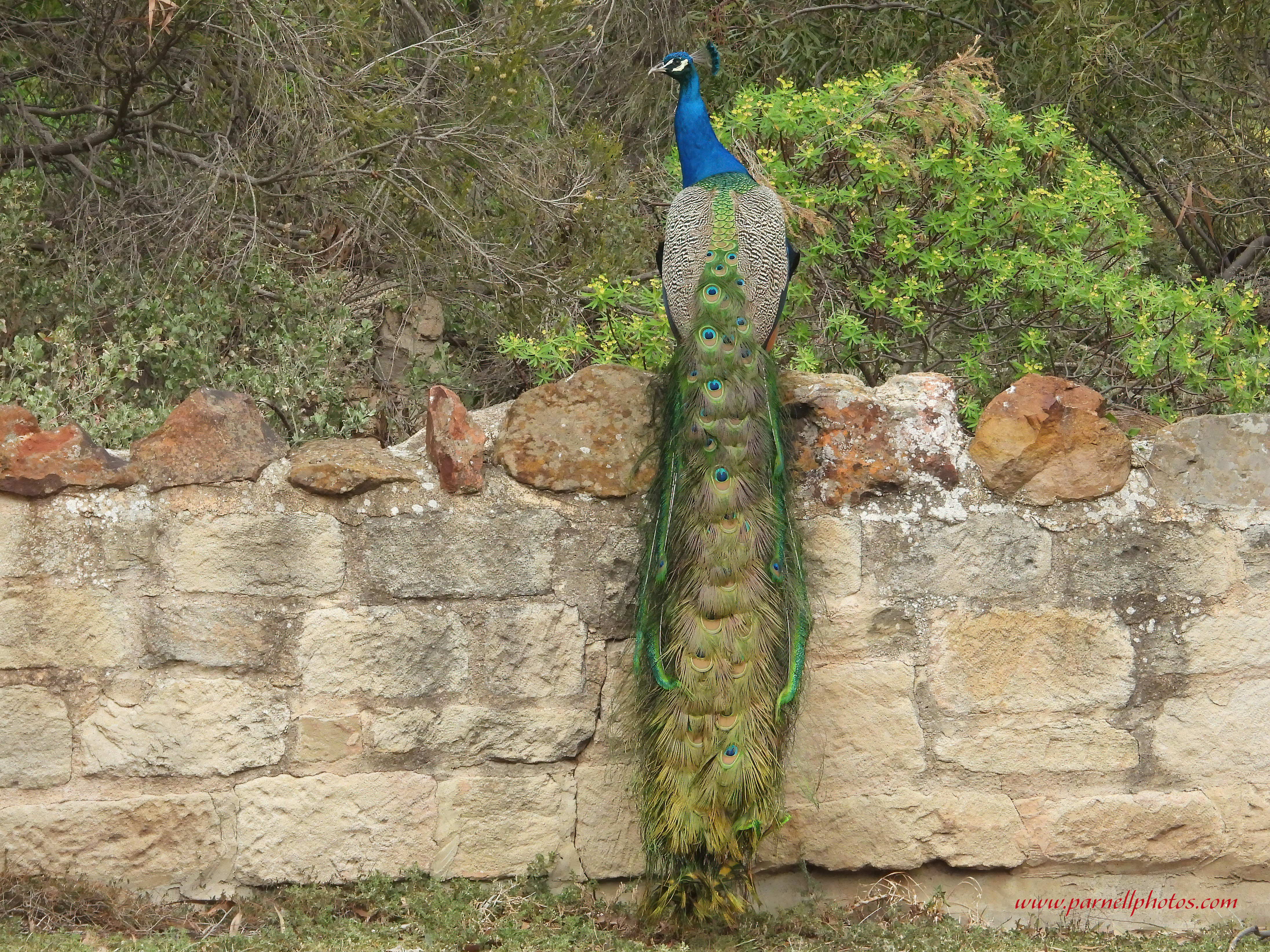 Peacock Plumage 