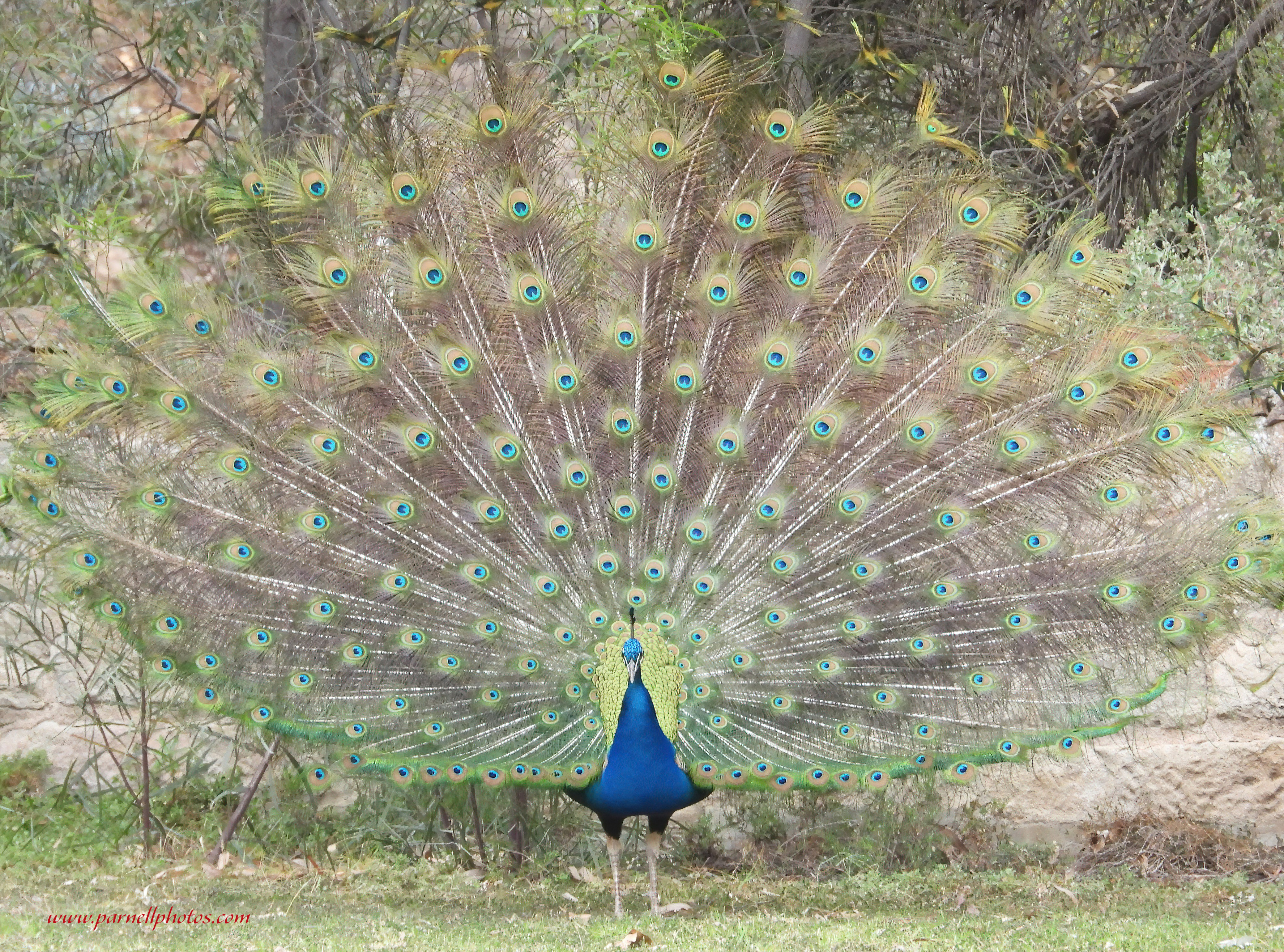 Peacock