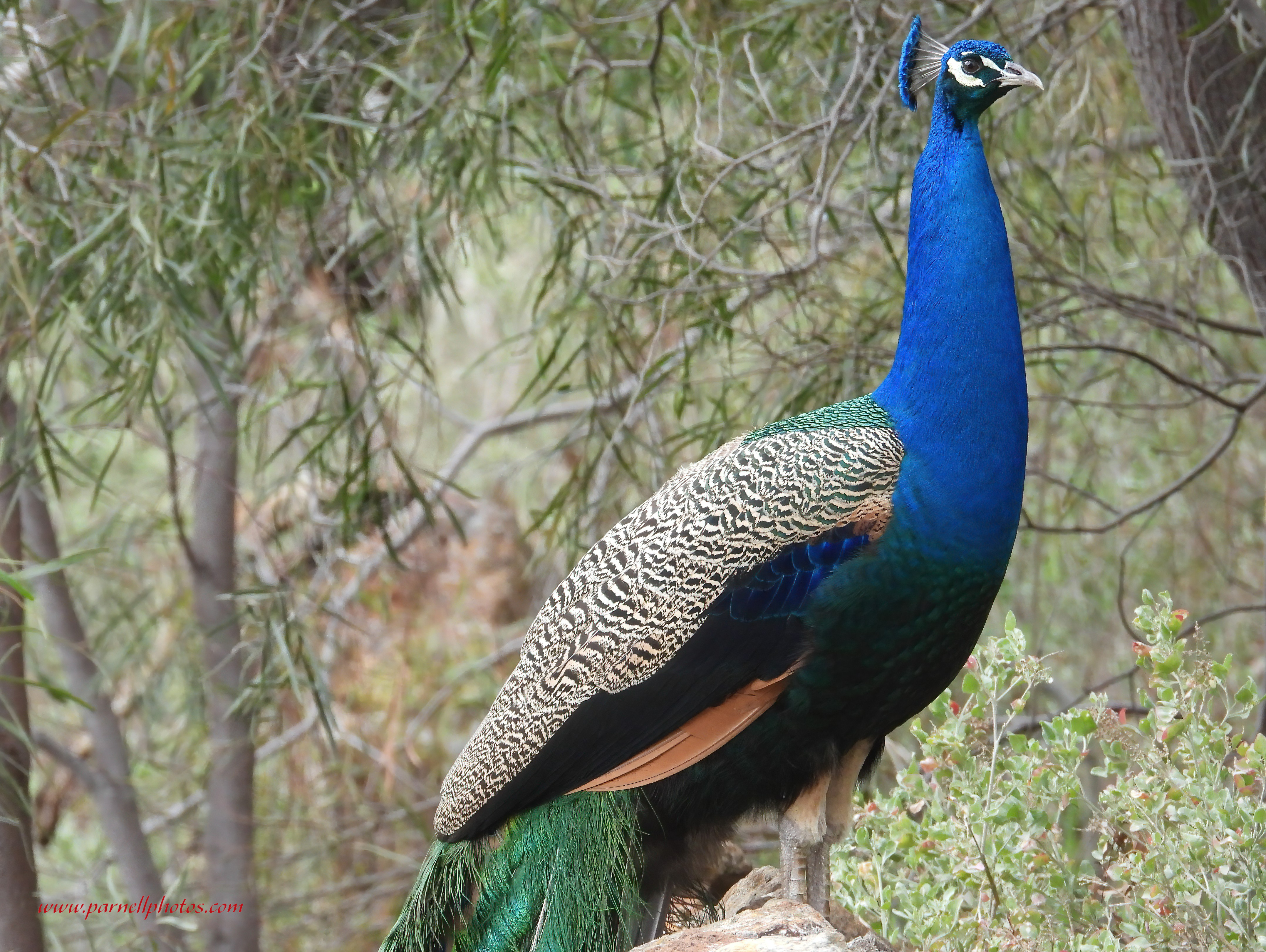 Peacock on Wall