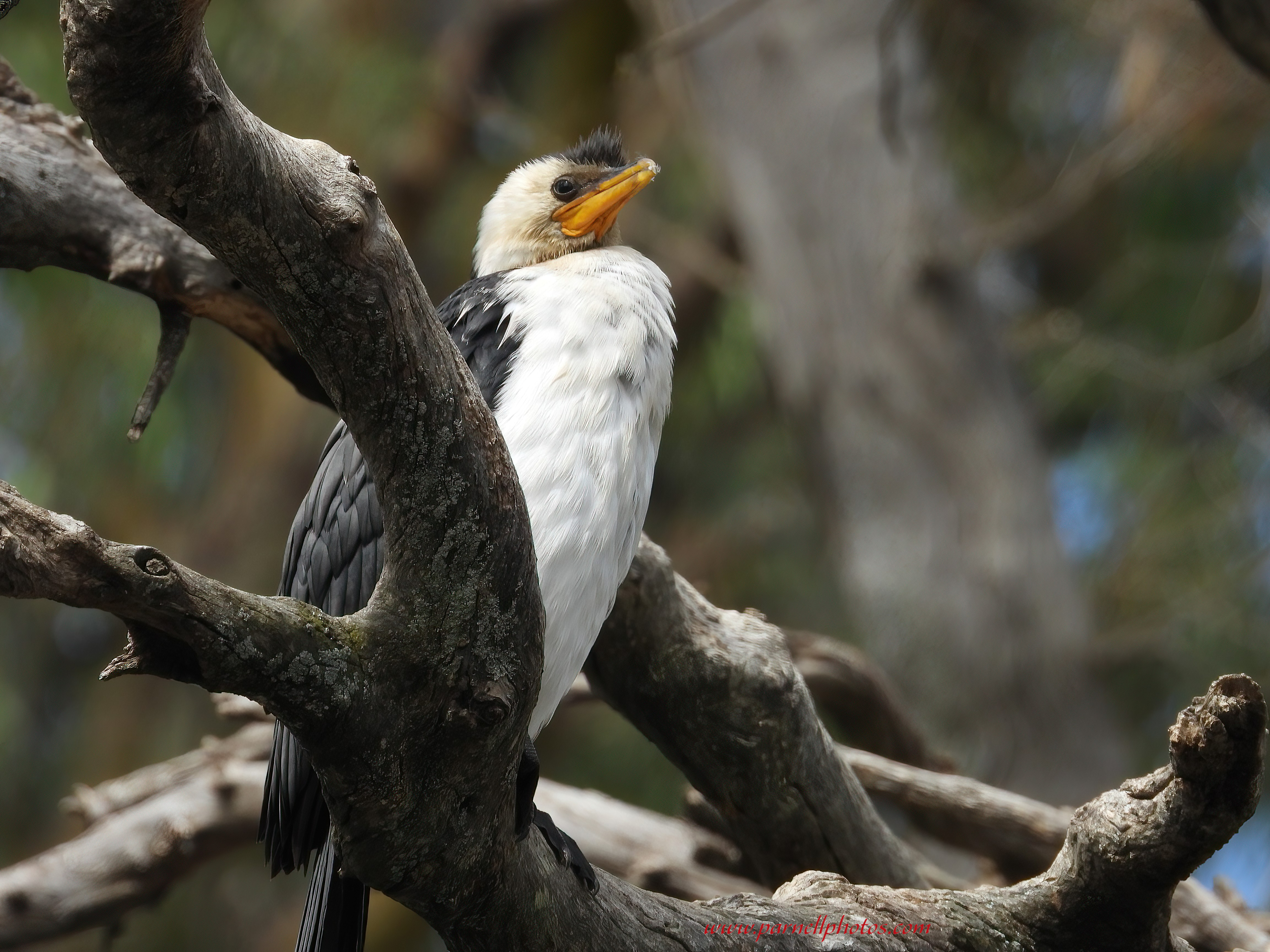 Pied Cormorant Jamestown