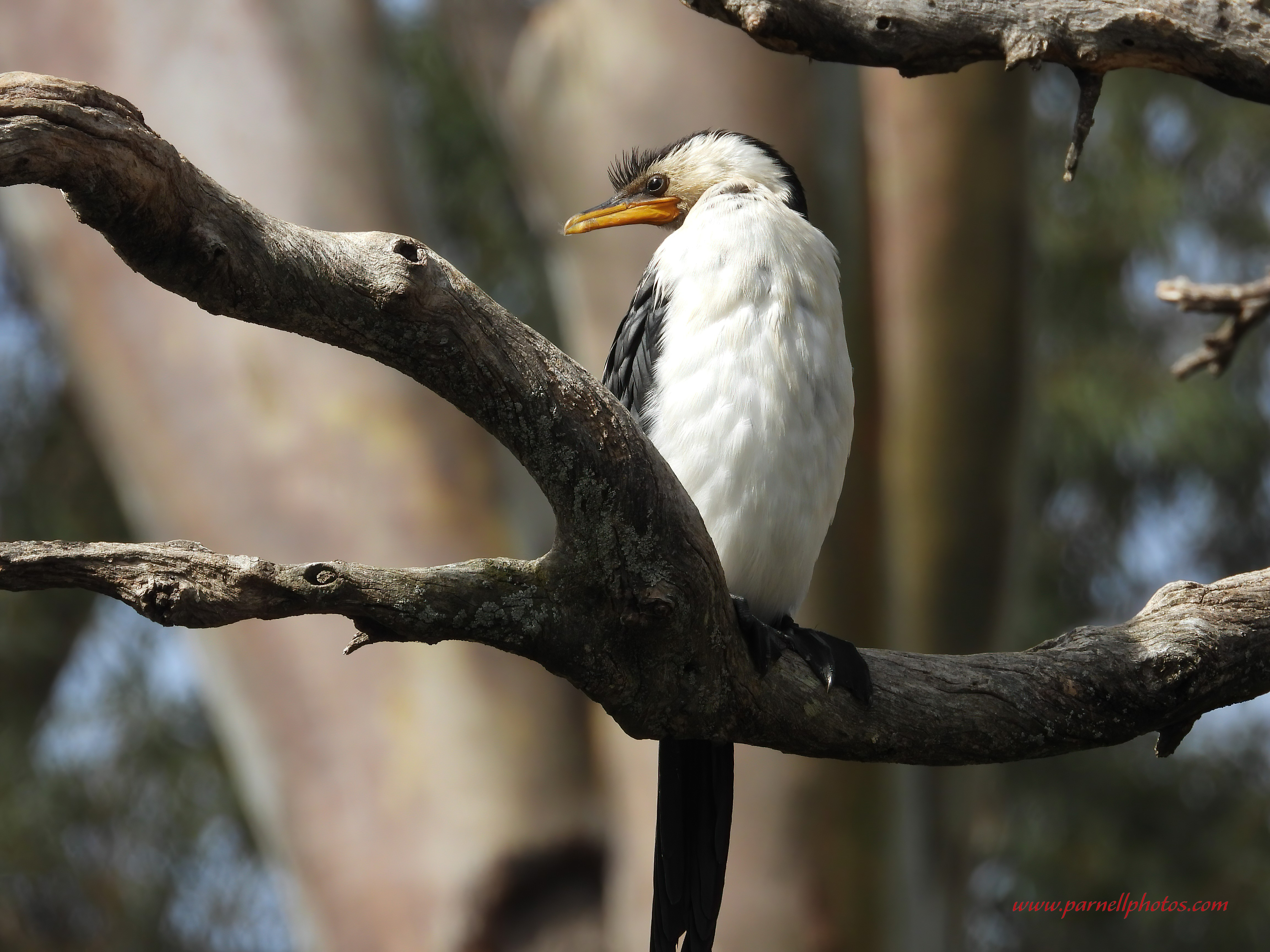 Pied Cormorant Up High