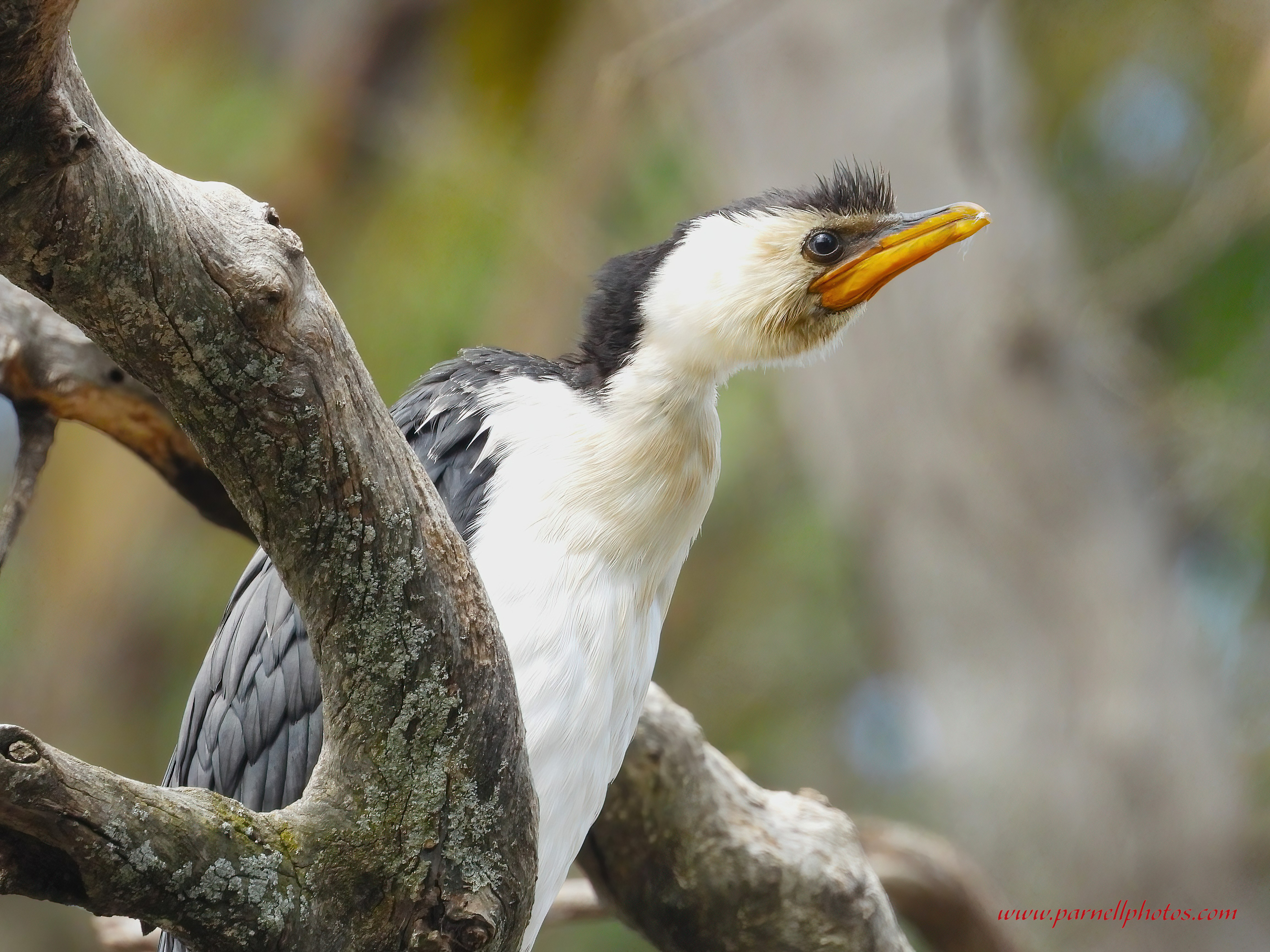 Pied Cormorant on Branch