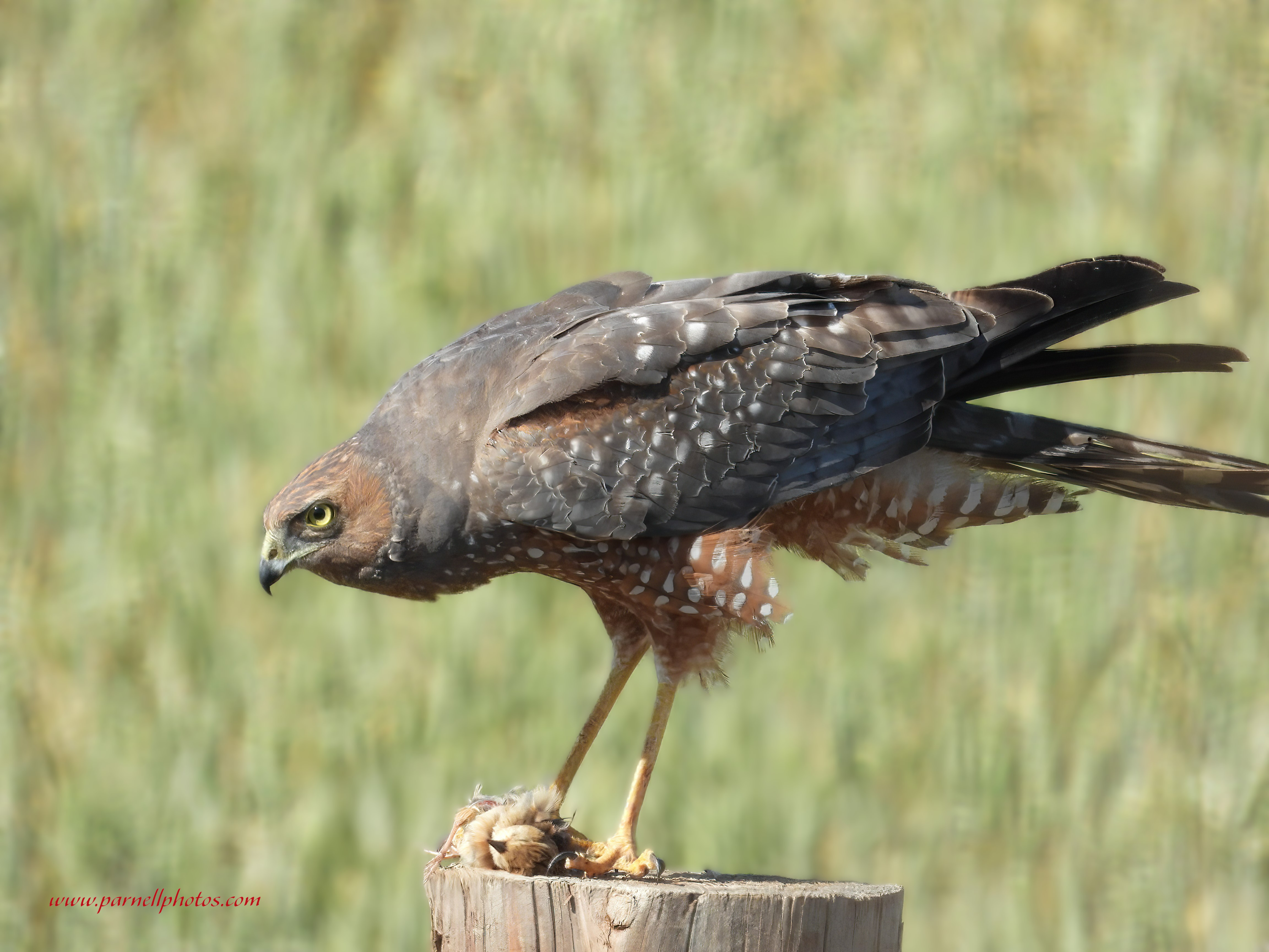 Spotted Harrier