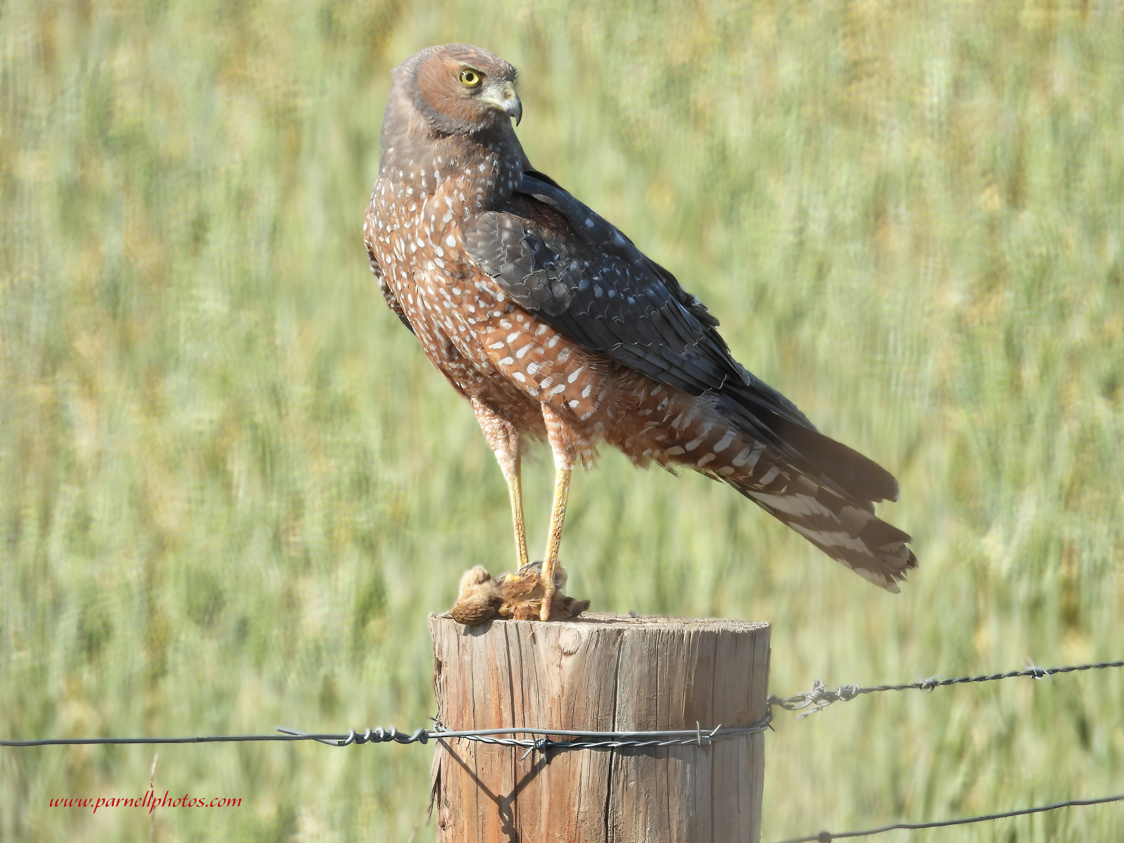 Spotted Harrier with Breakfast