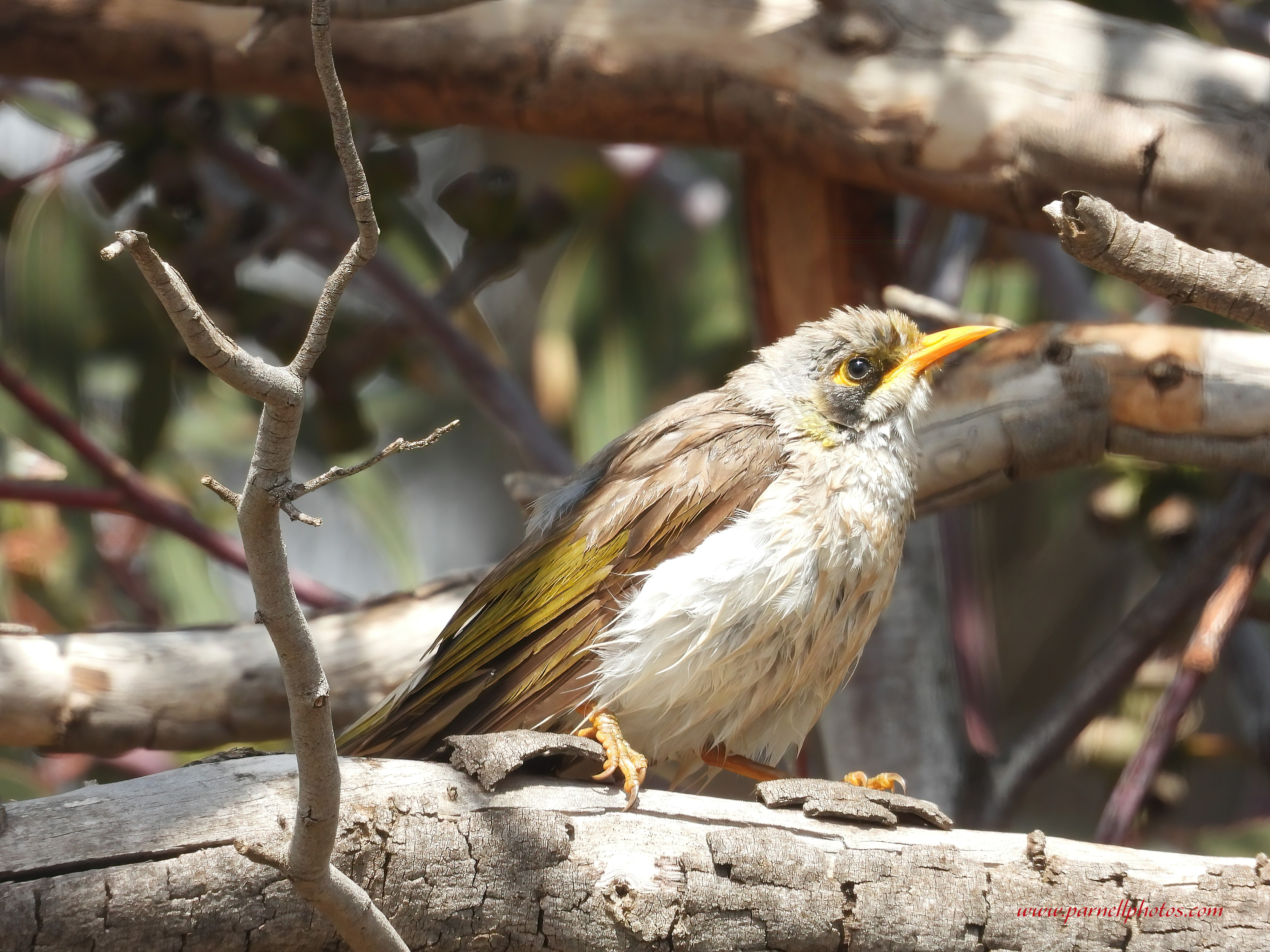 Wet Miner Bird