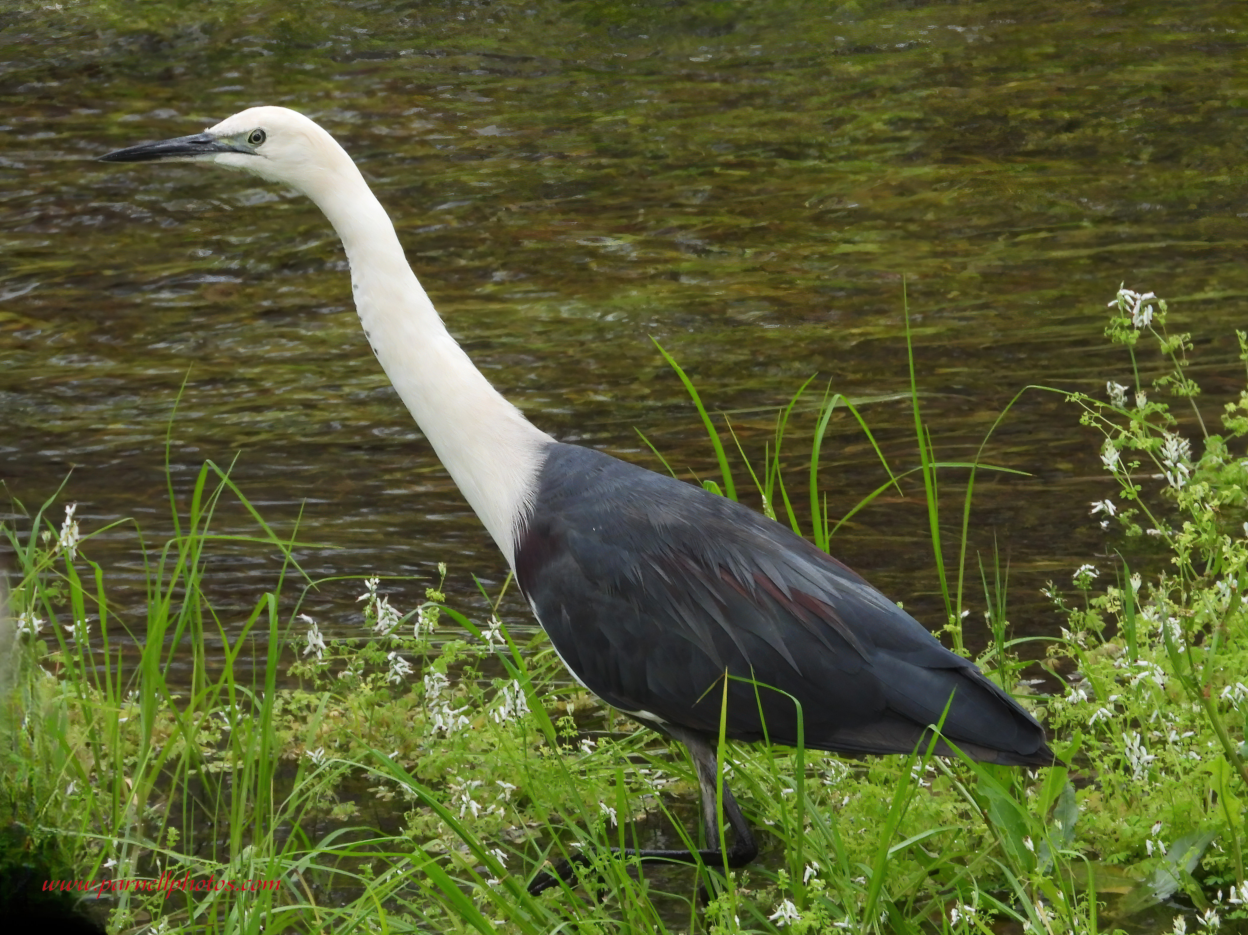 White-necked Heron