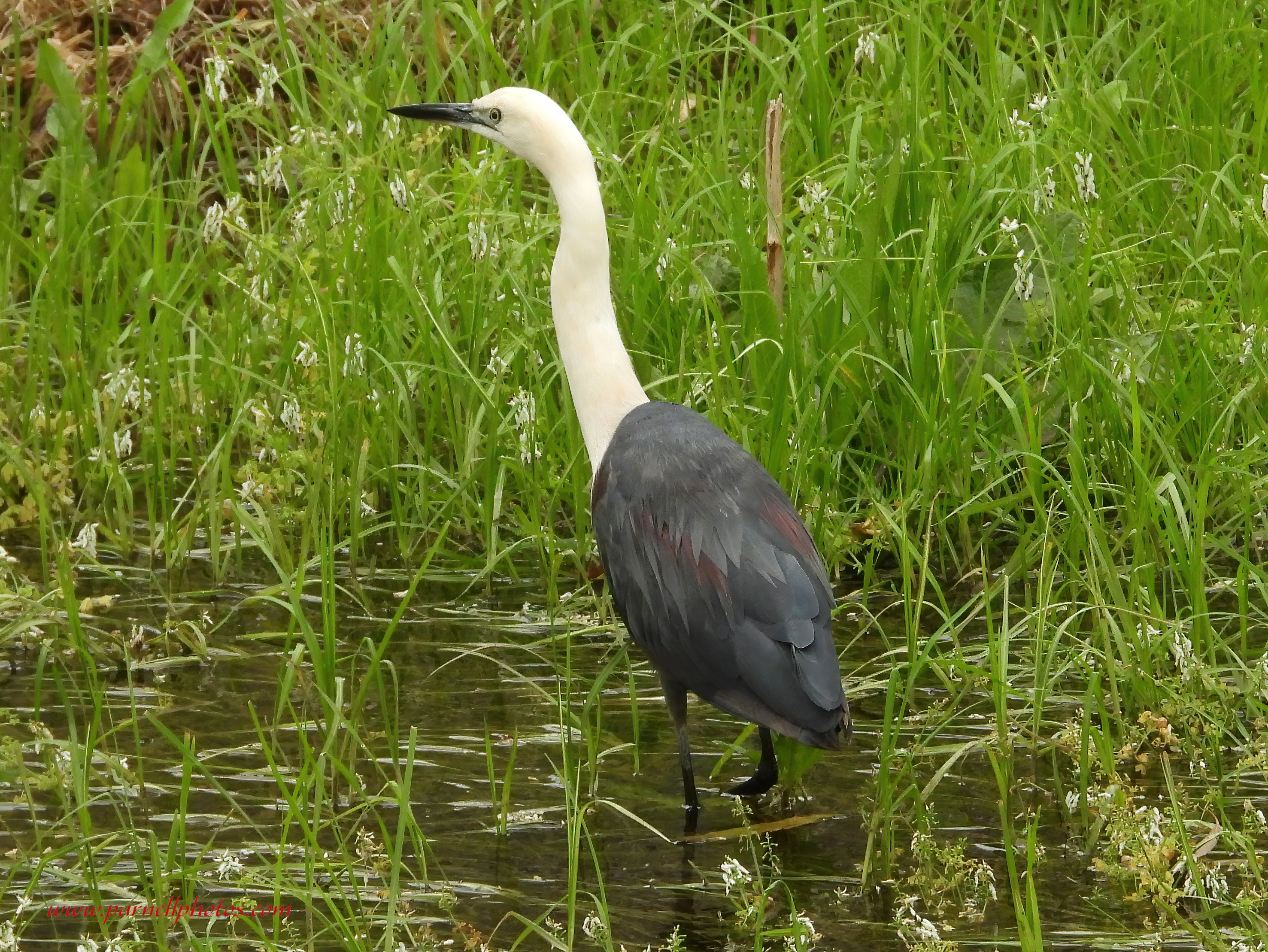 White-necked Heron Walking Away