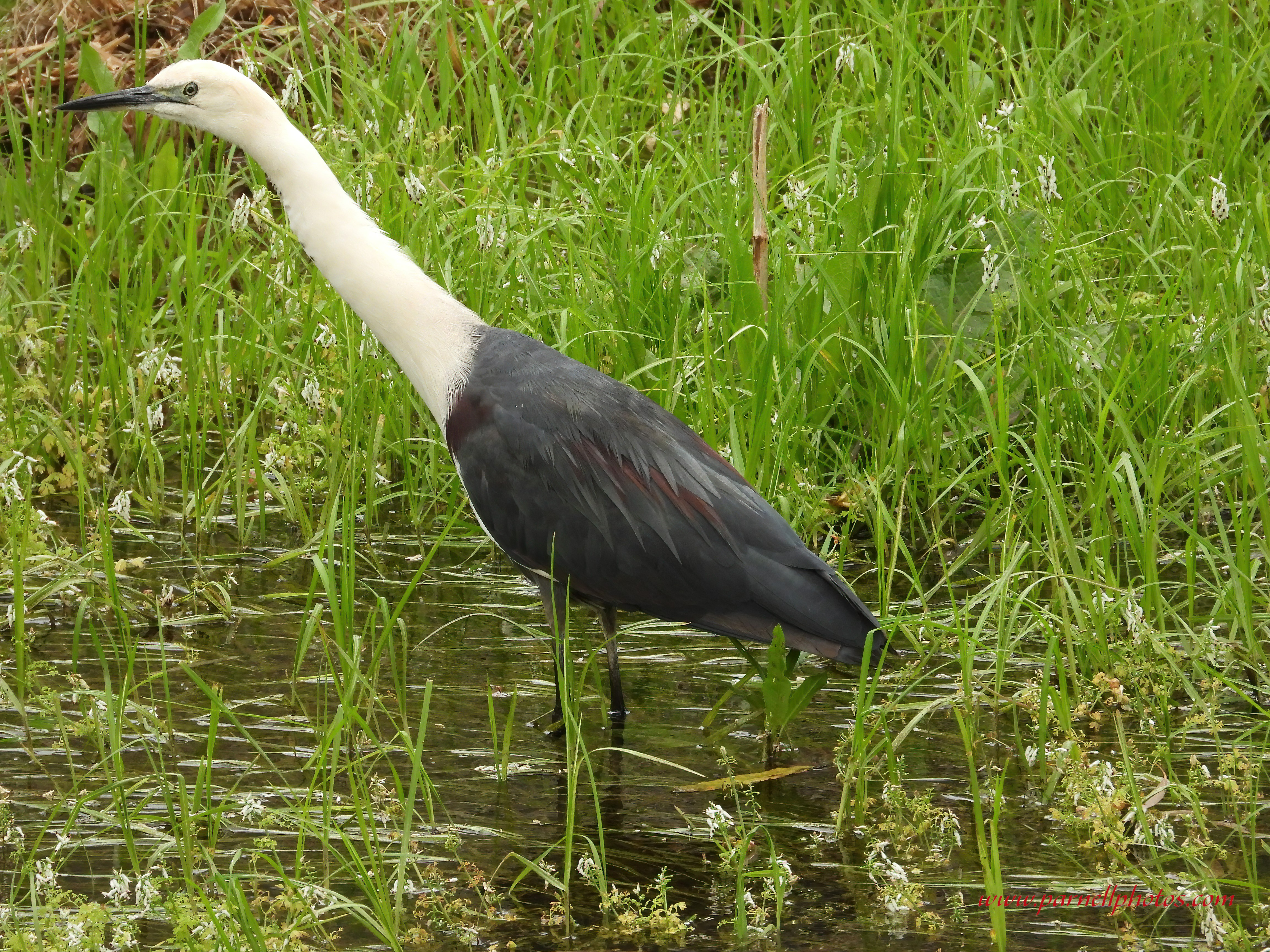 White-necked Heron in Creek