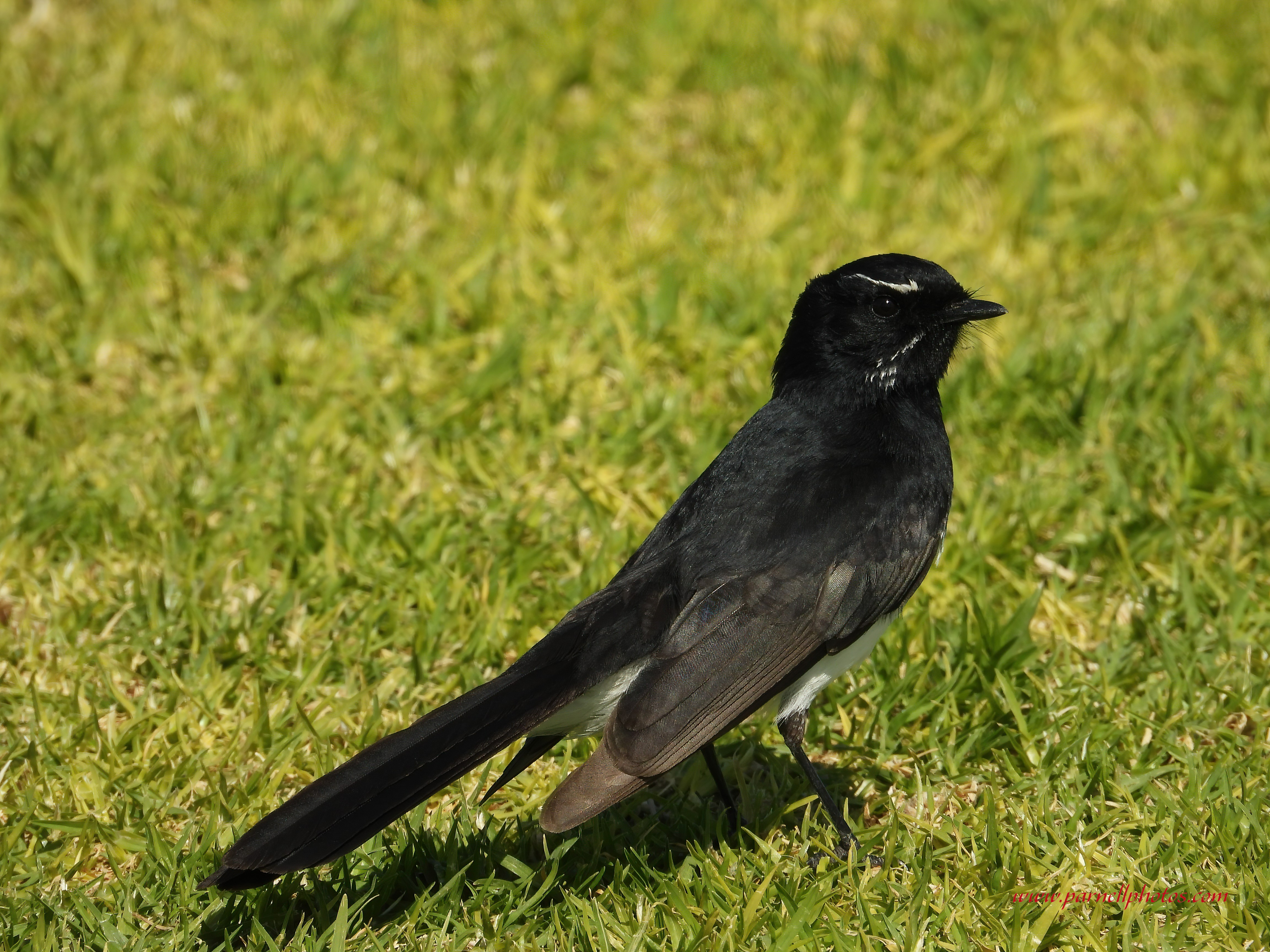 Willie Wagtail in Park