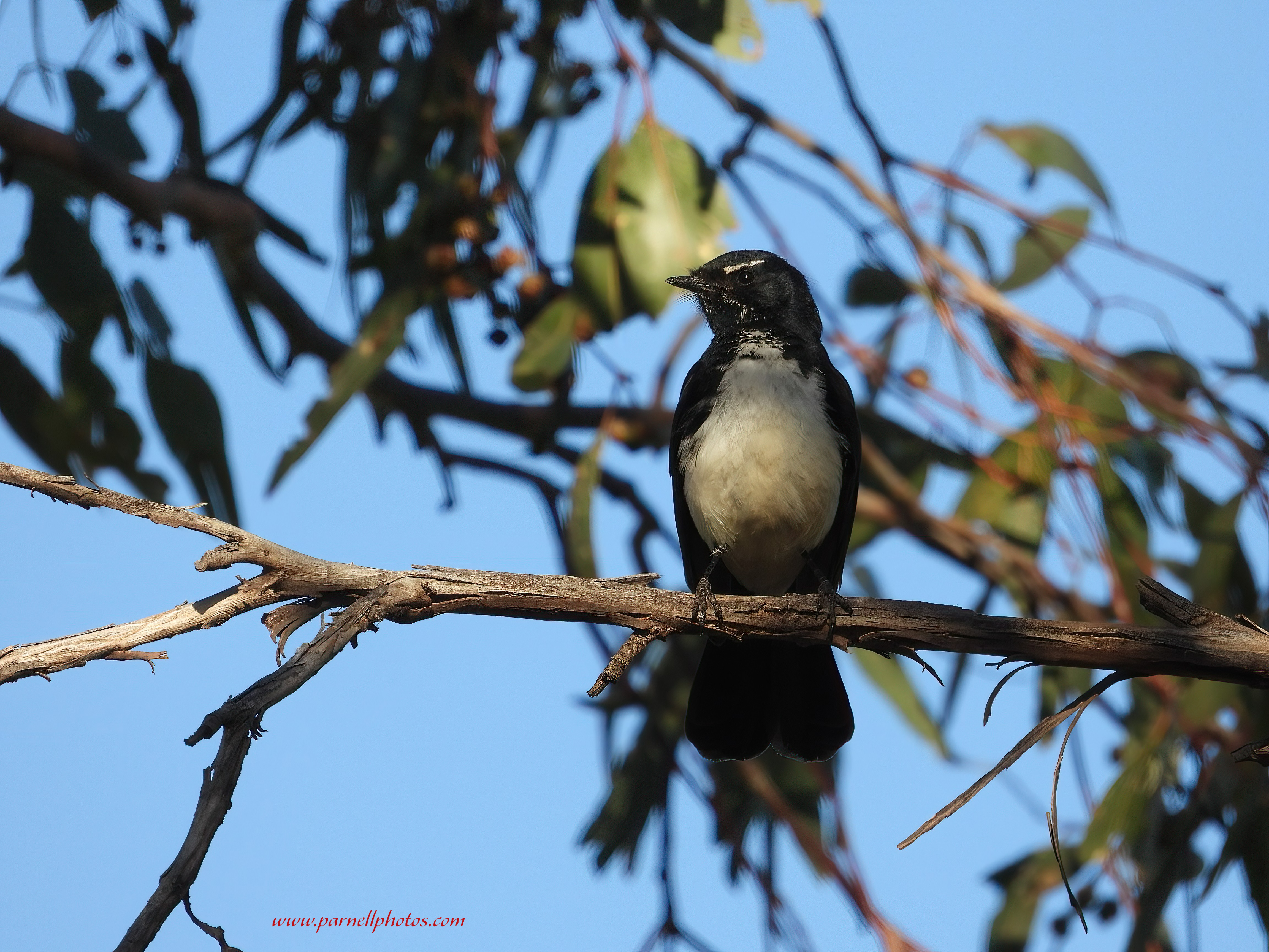 Willie Wagtail on Limb