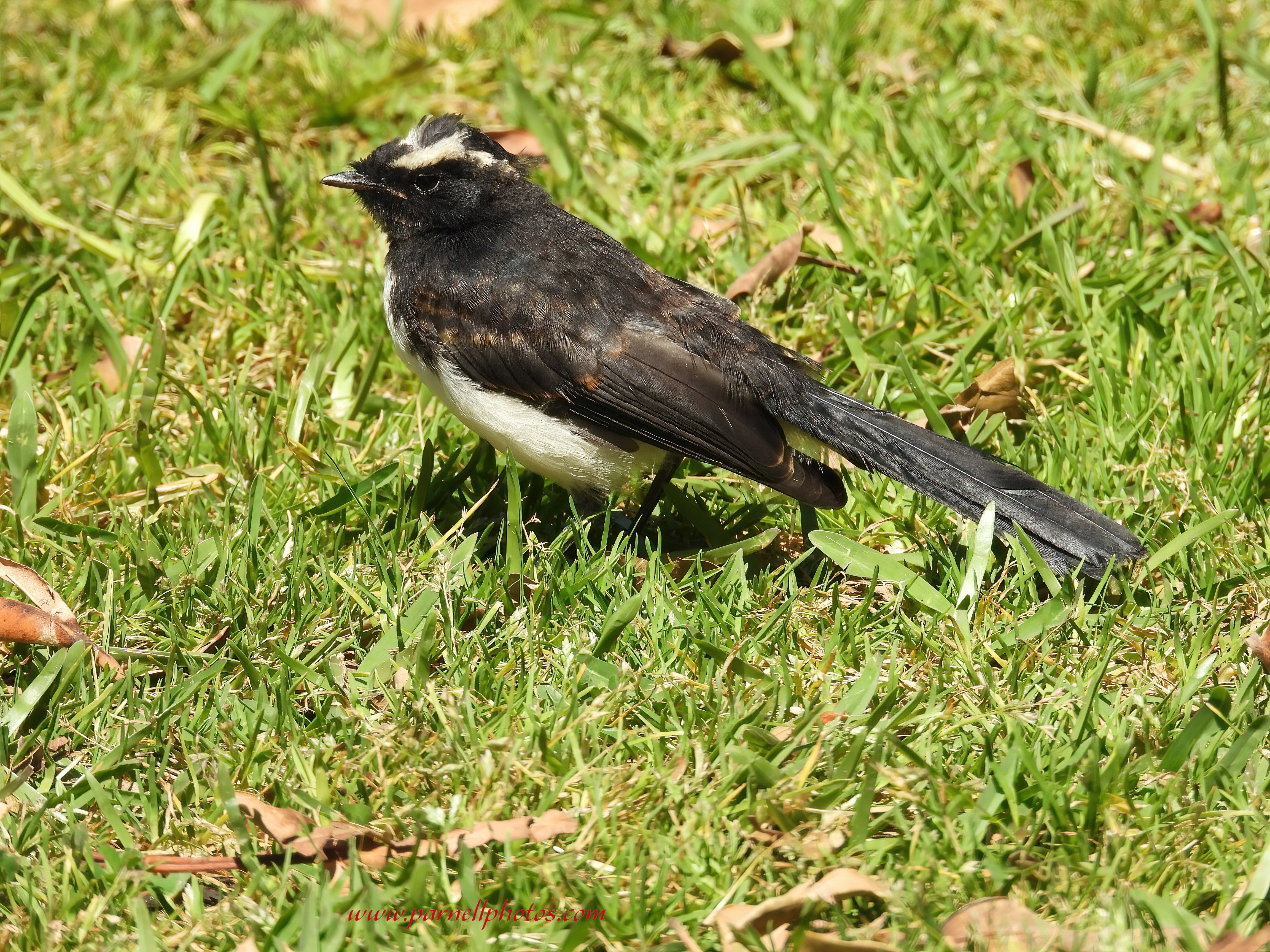 Baby Willie Wagtail