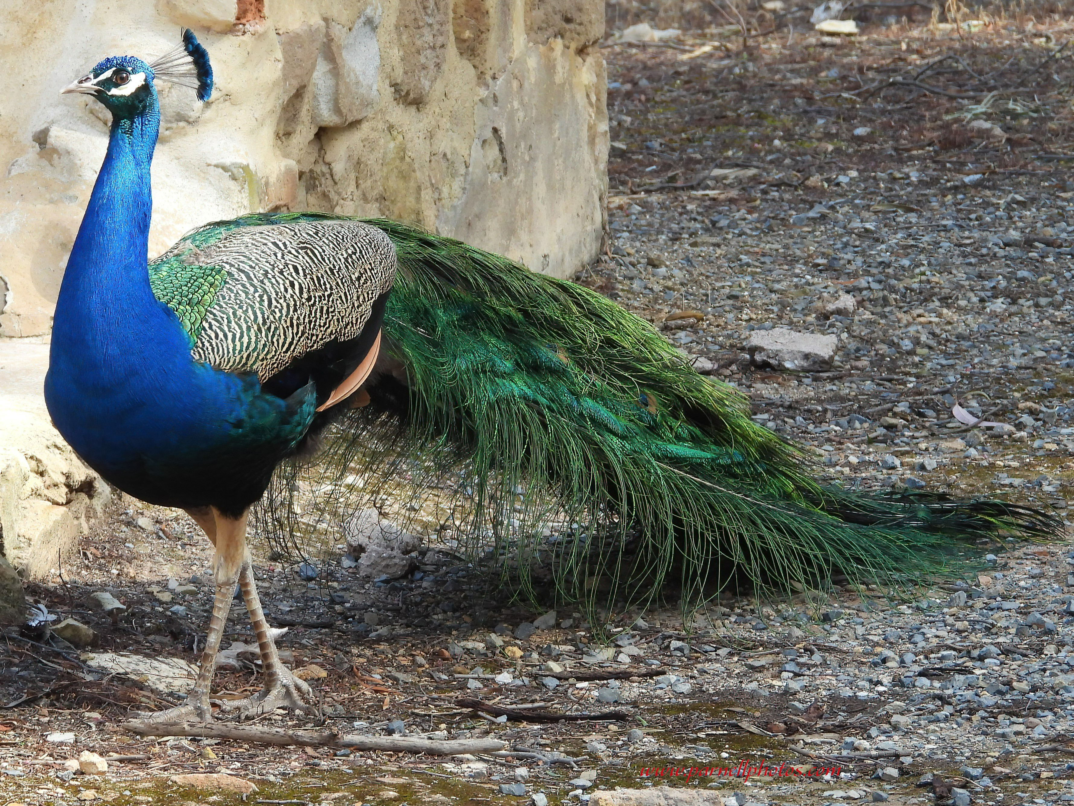 Beautiful Peacock