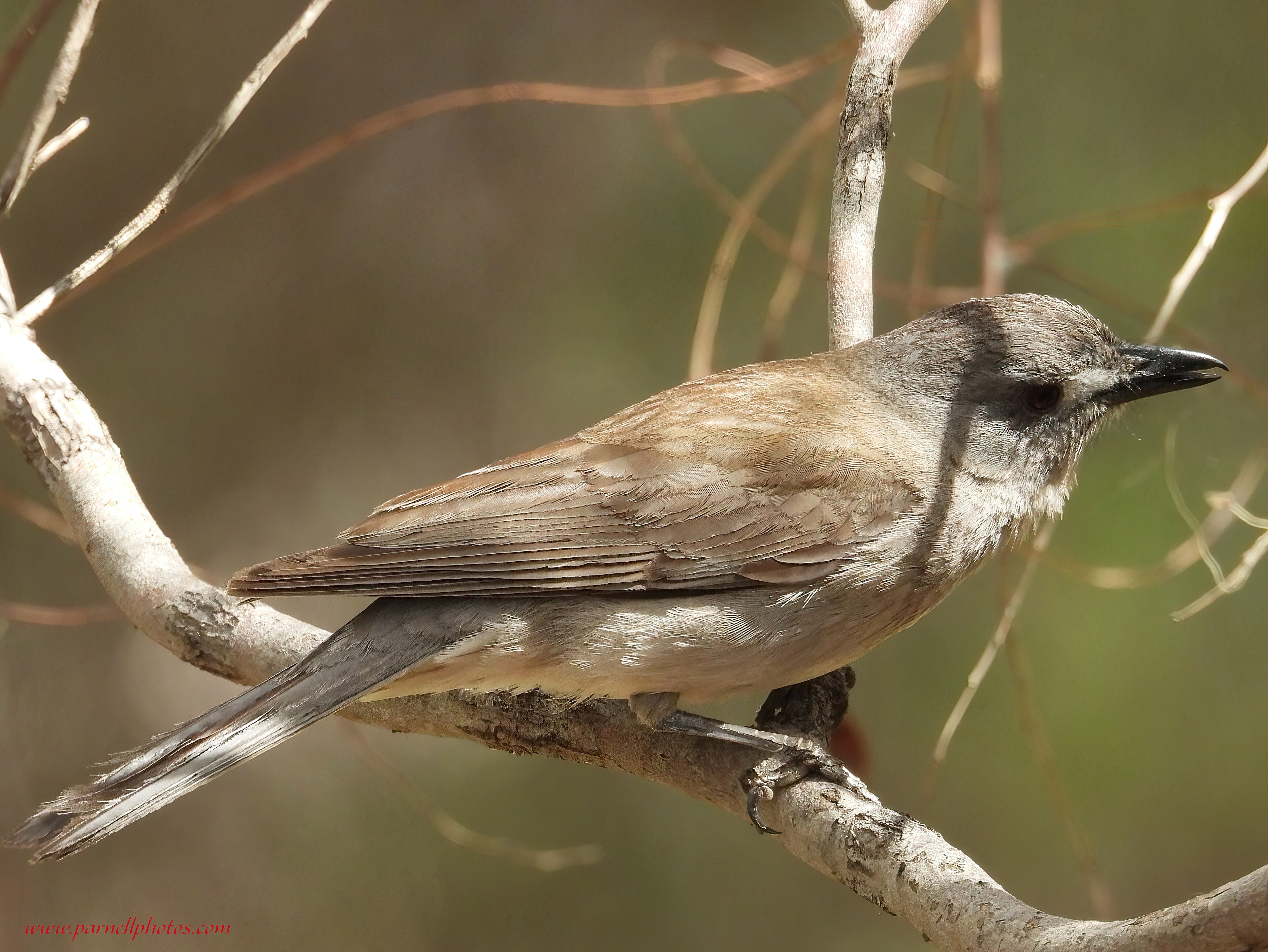 Cute Grey Shrikethrush