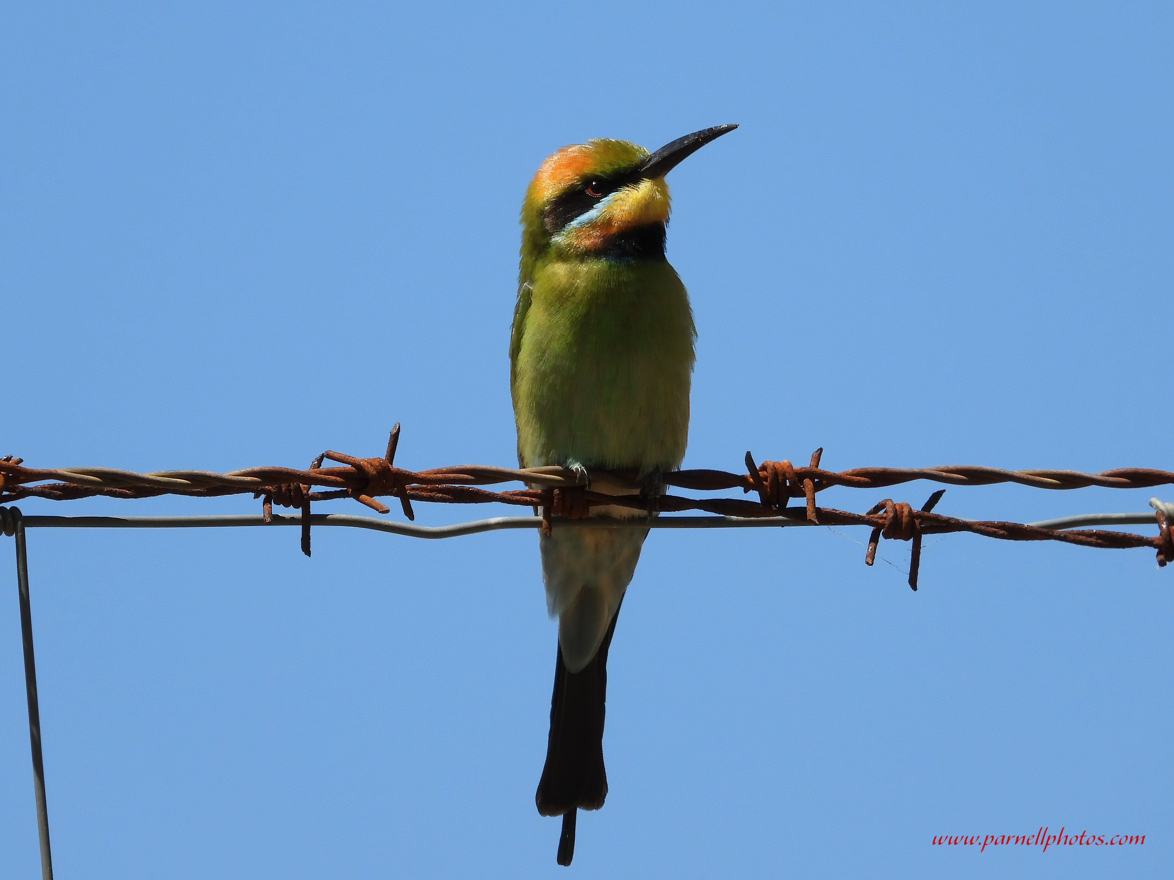 Female Rainbow Bee-eater 