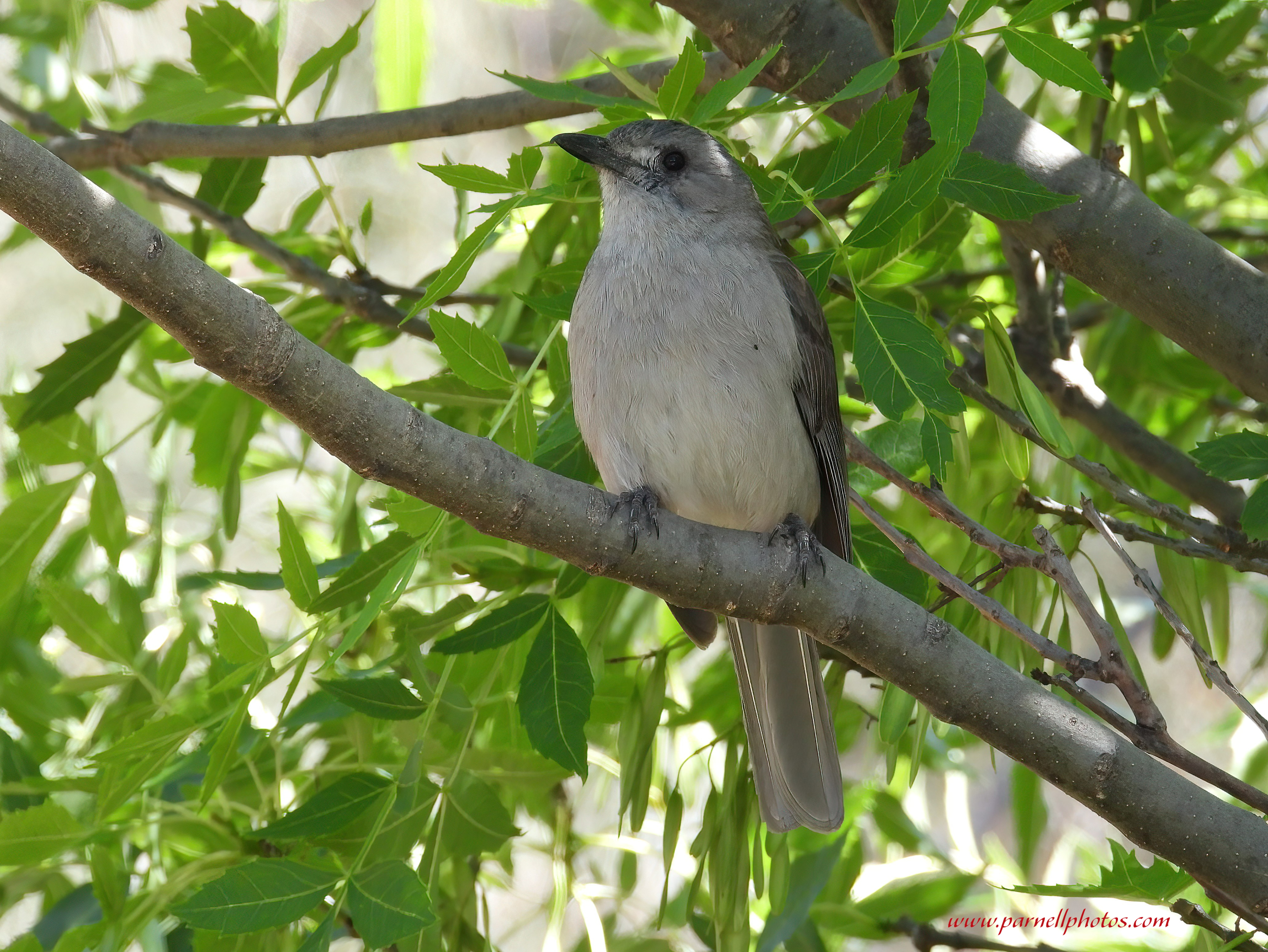 Grey Shrikethrush in Bush