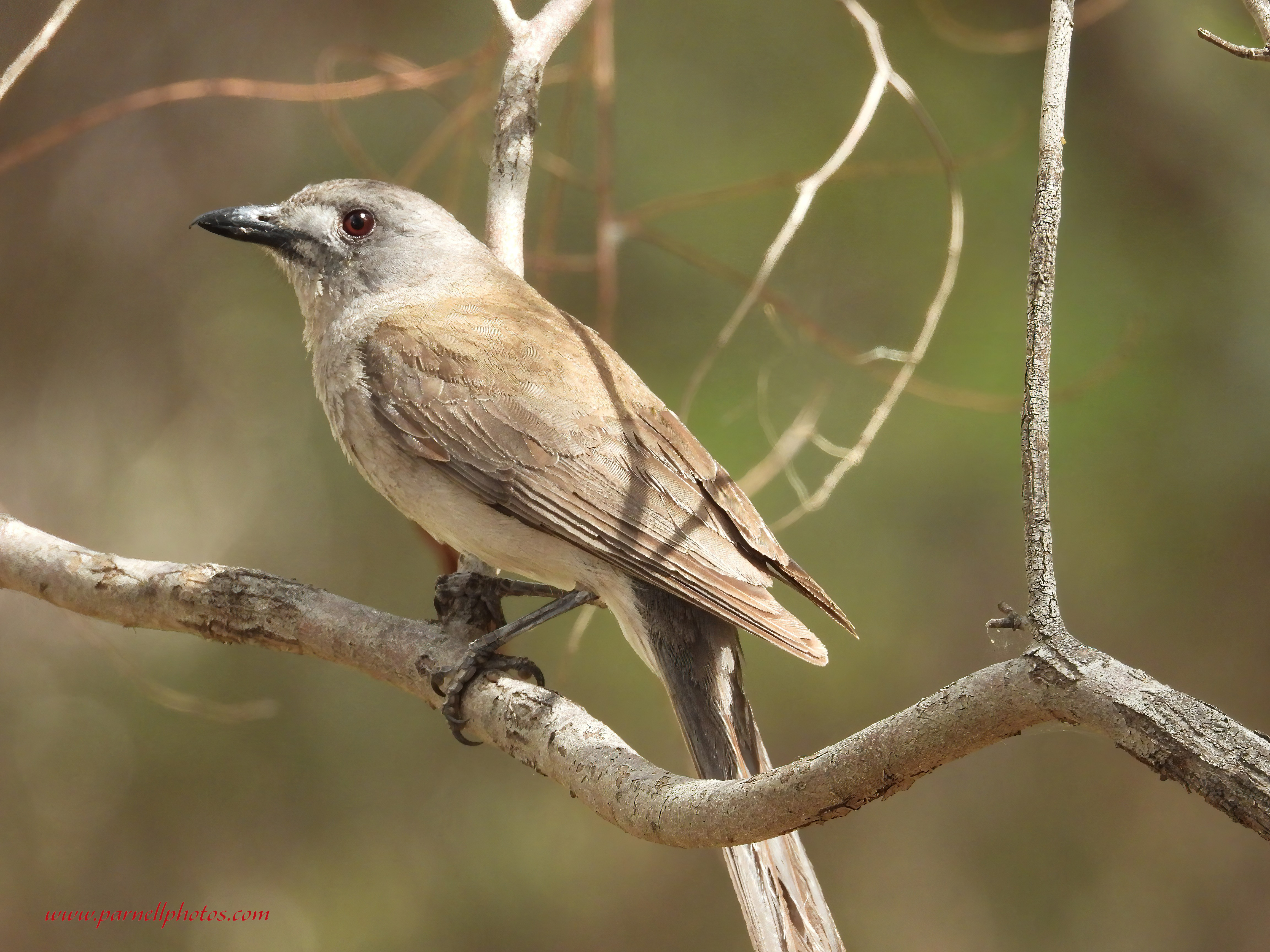 Grey Shrikethrush on Limb