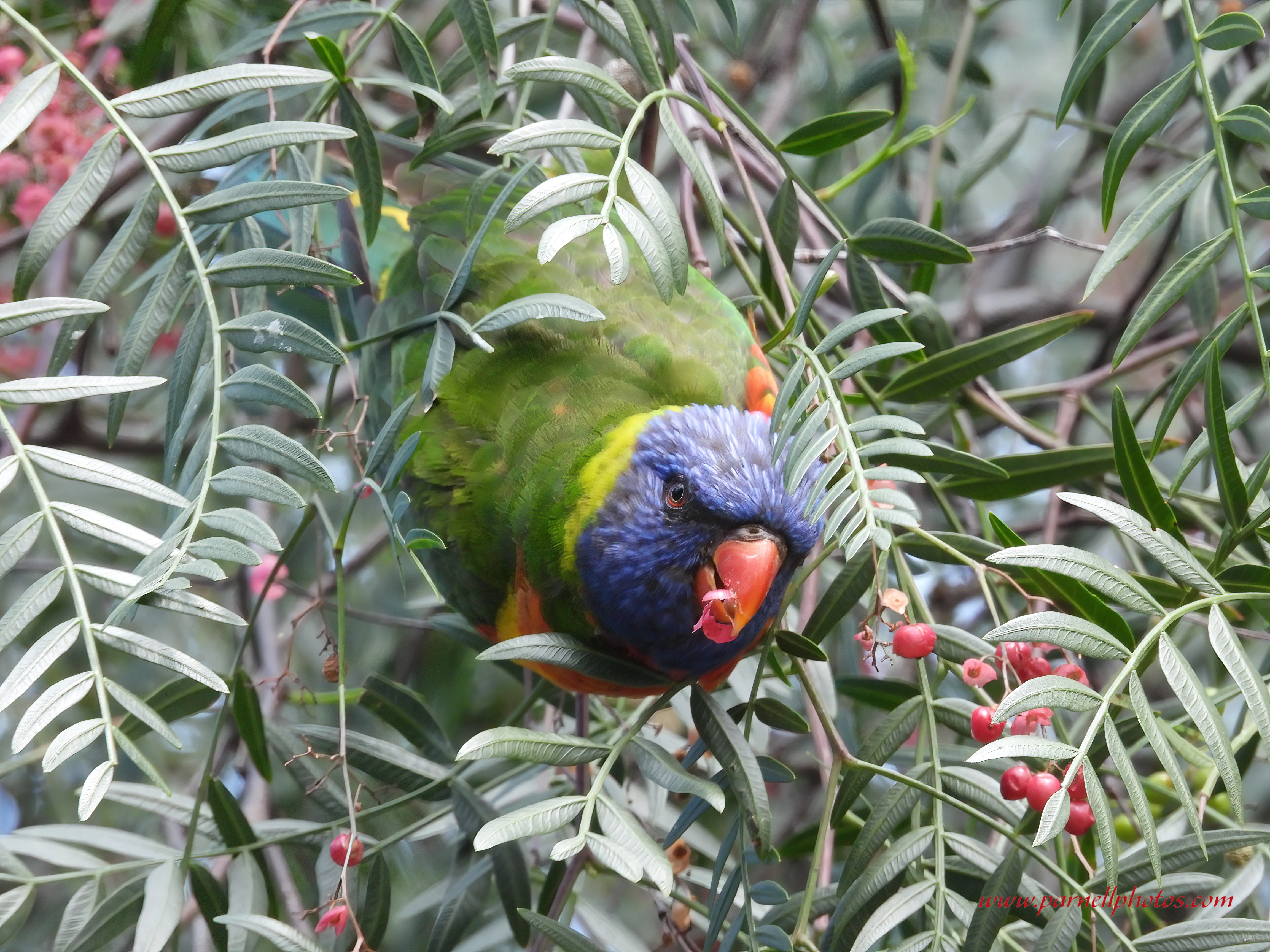 Hungry Rainbow Lorikeet