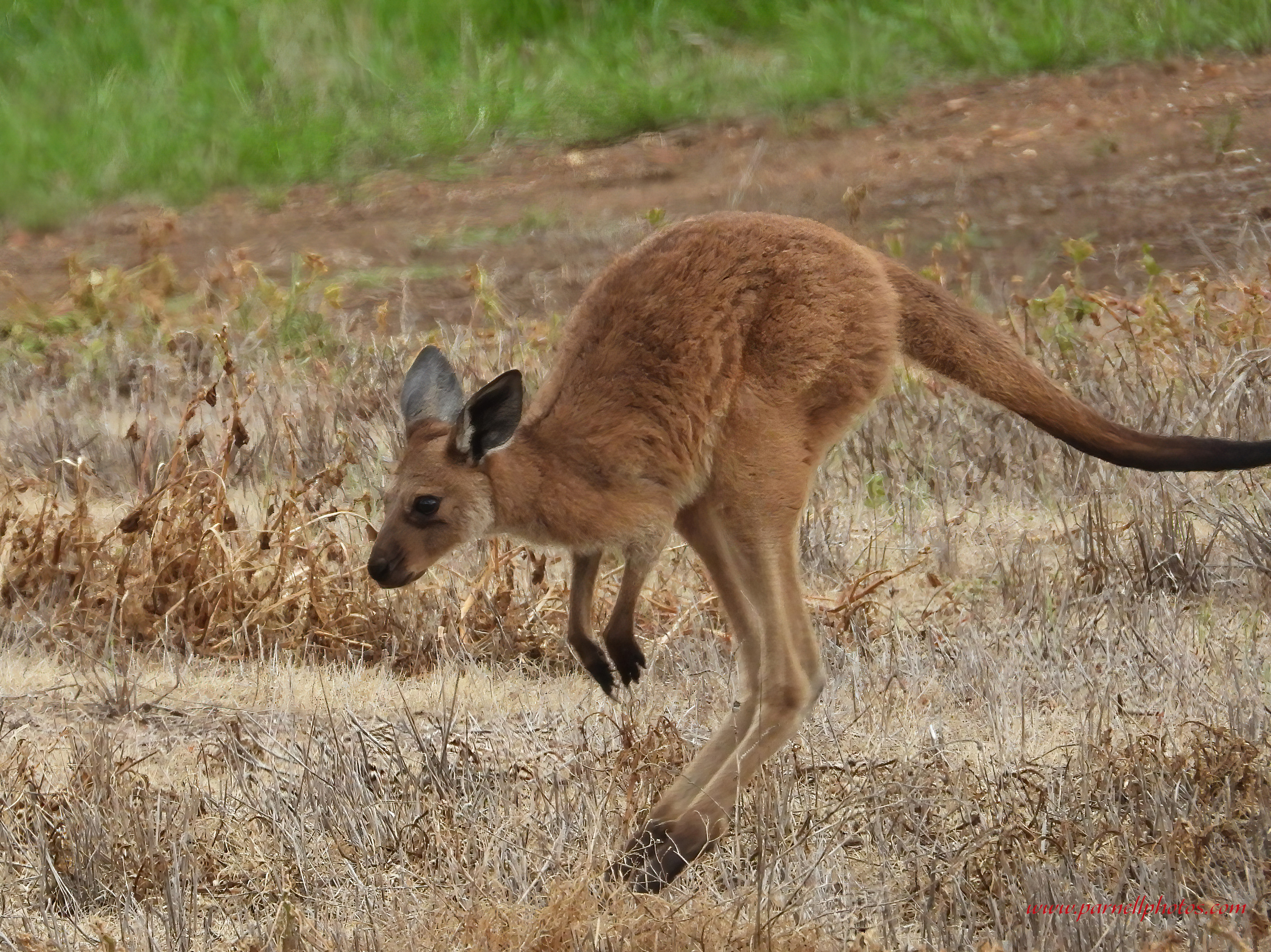 Joey Hopping