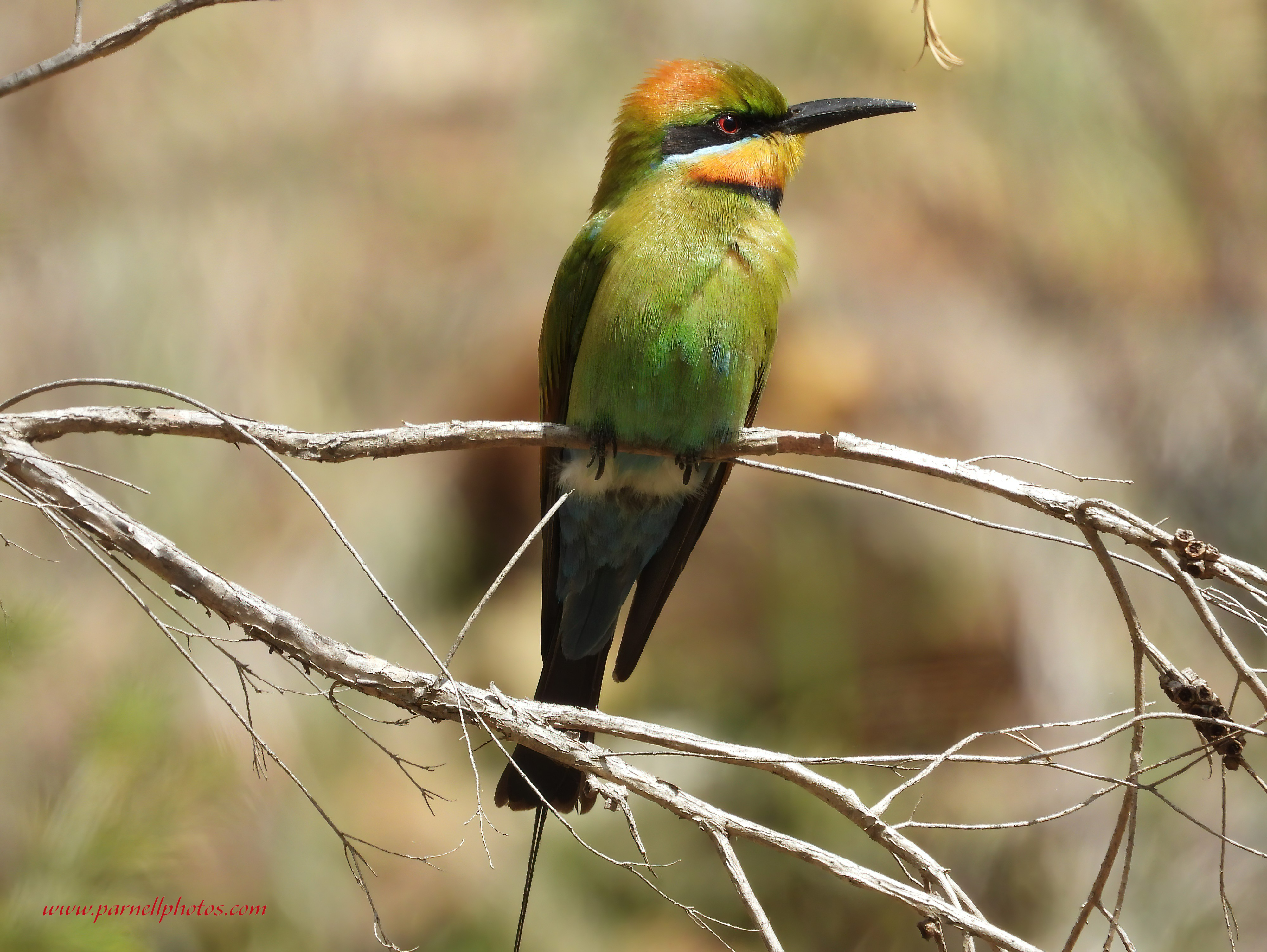 Male Rainbow Bee-eater