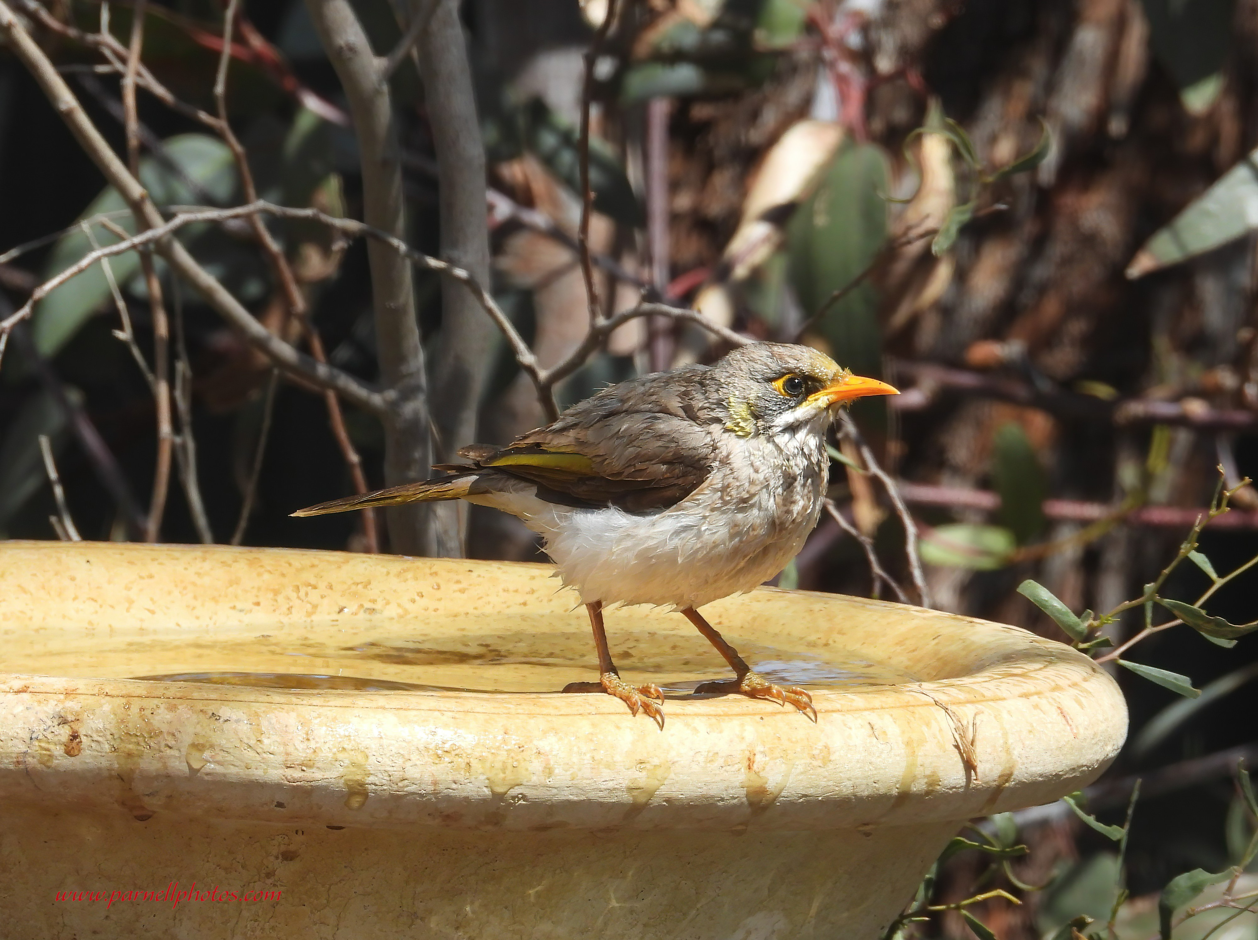 Miner Bird After Bath