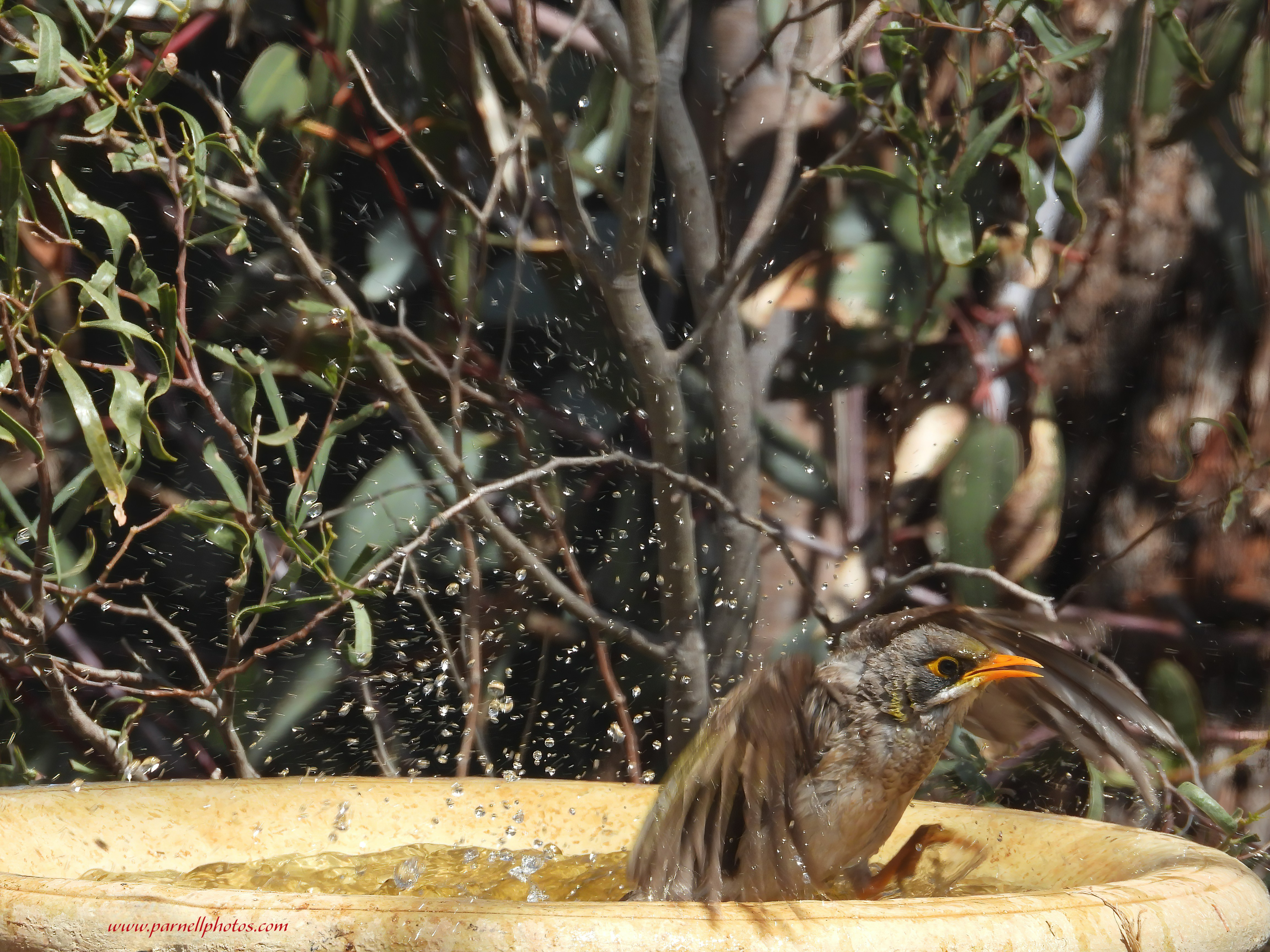 Miner Bird Bath Time