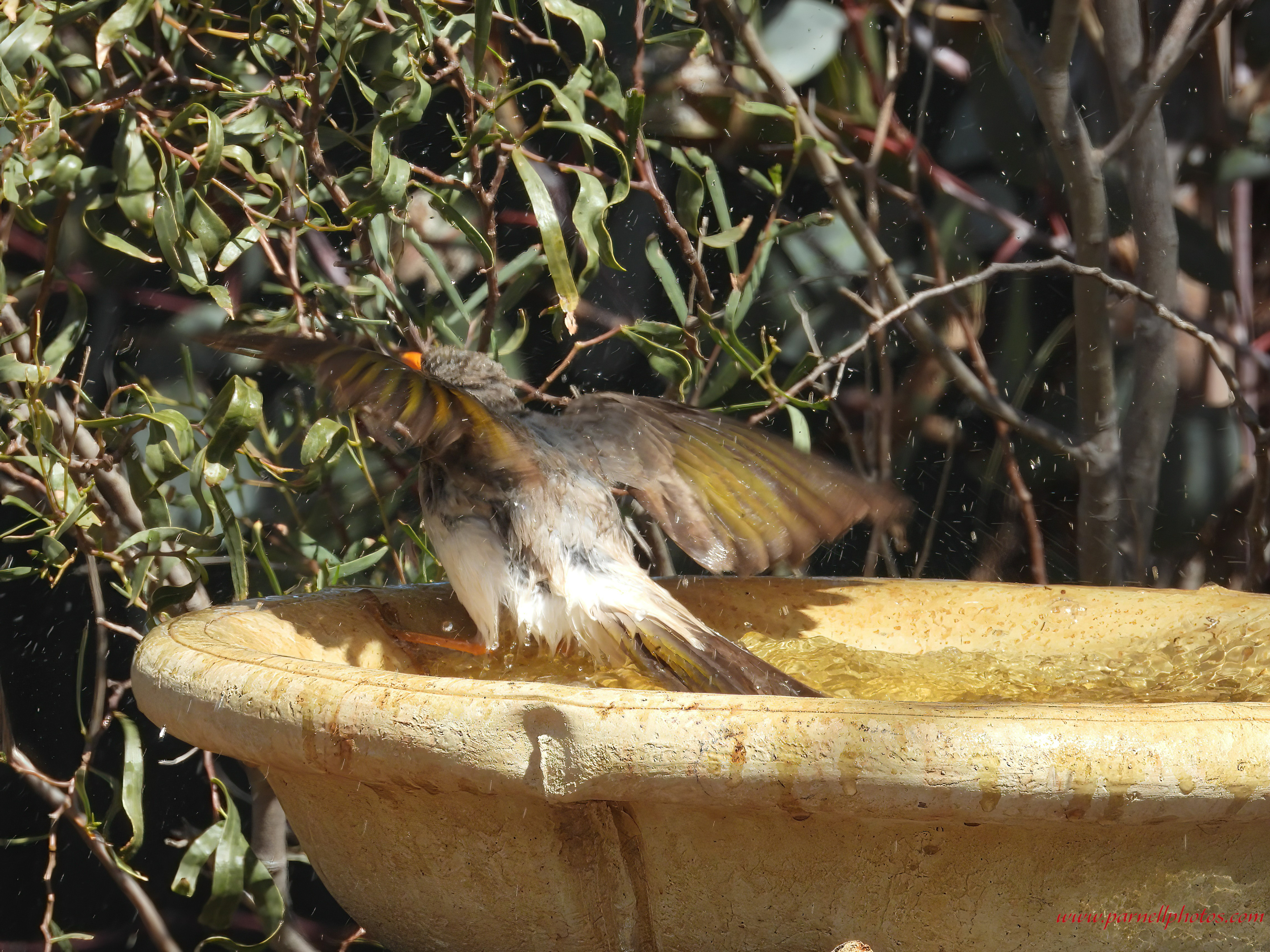 Miner Bird During Bath