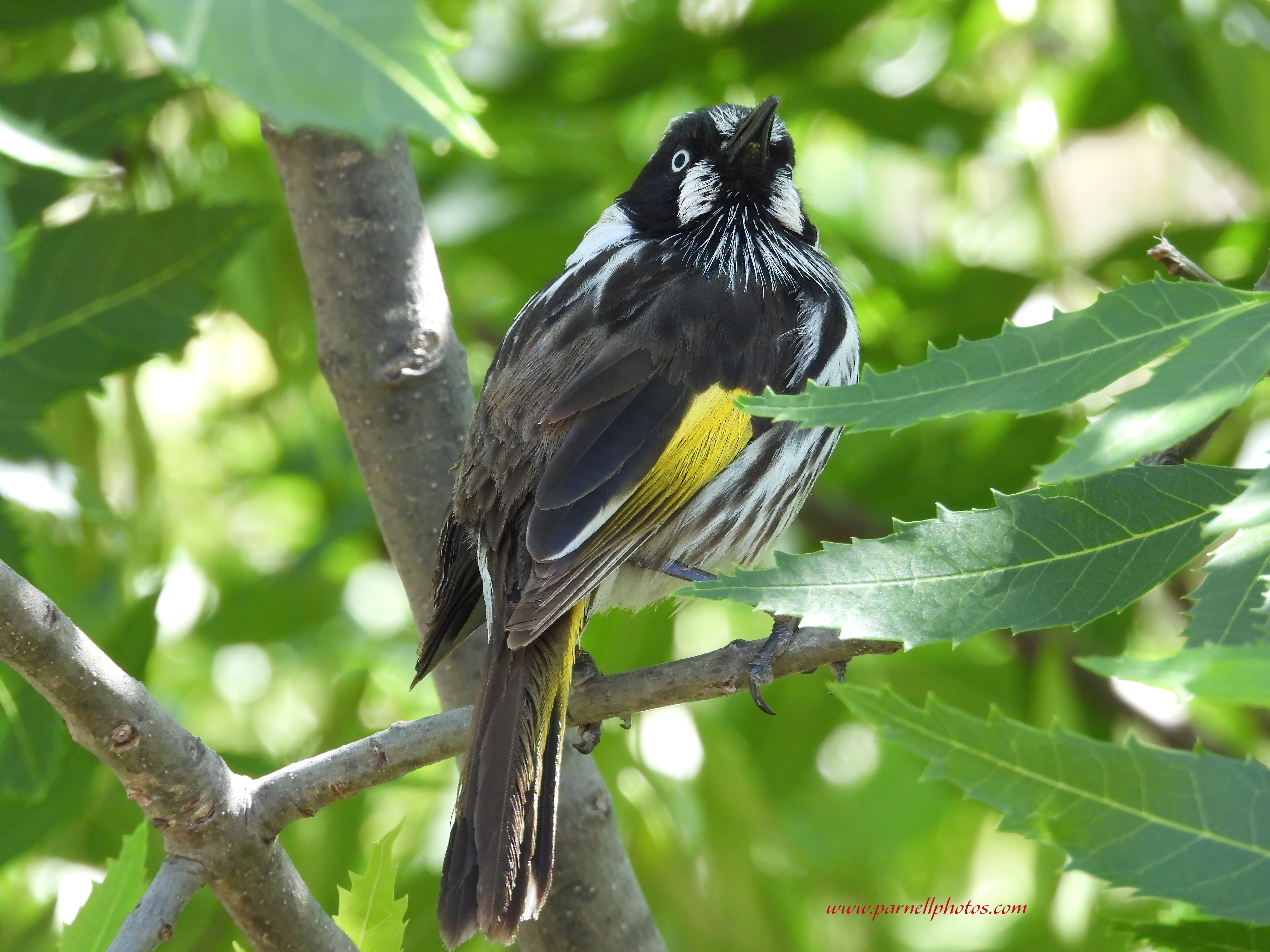 New Holland Honeyeater in Bush