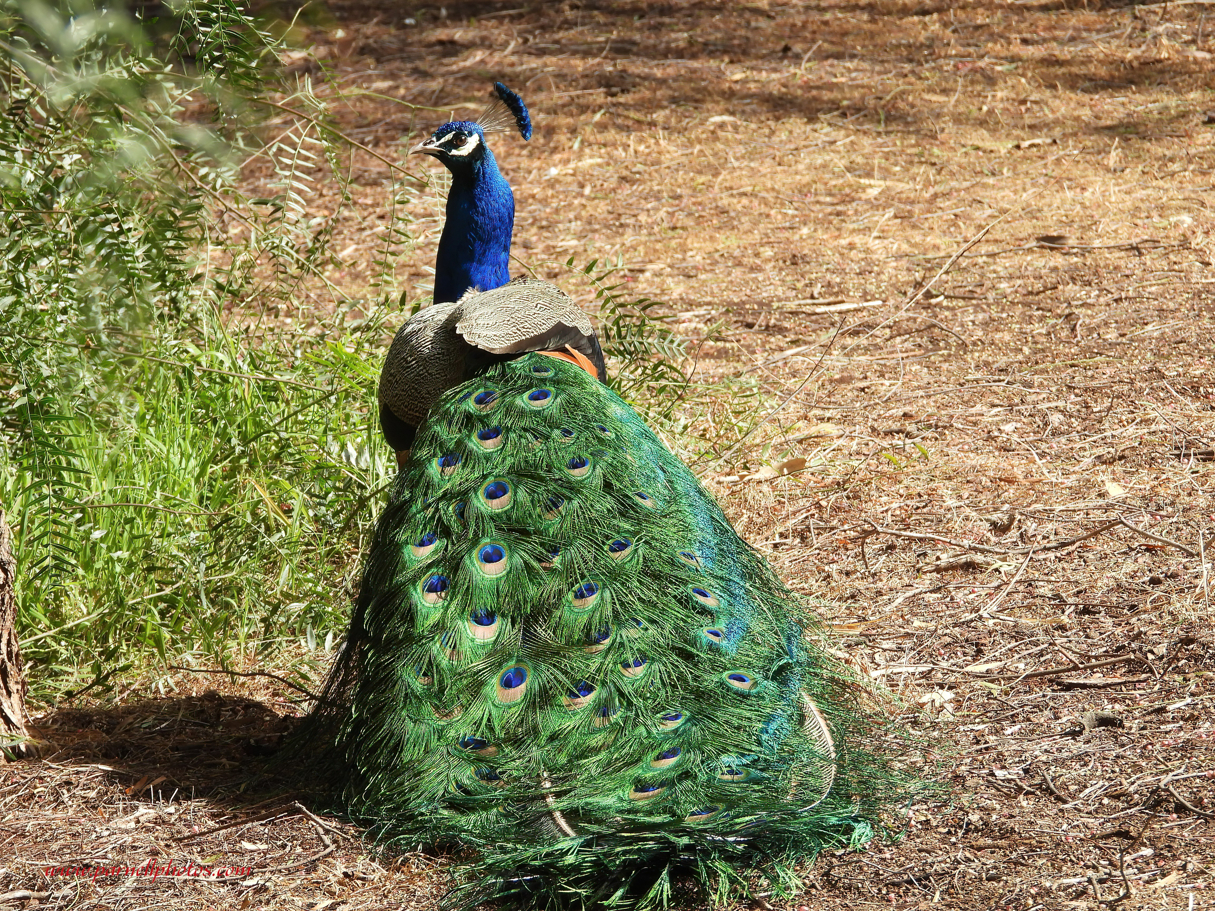 Peacock Walking Away