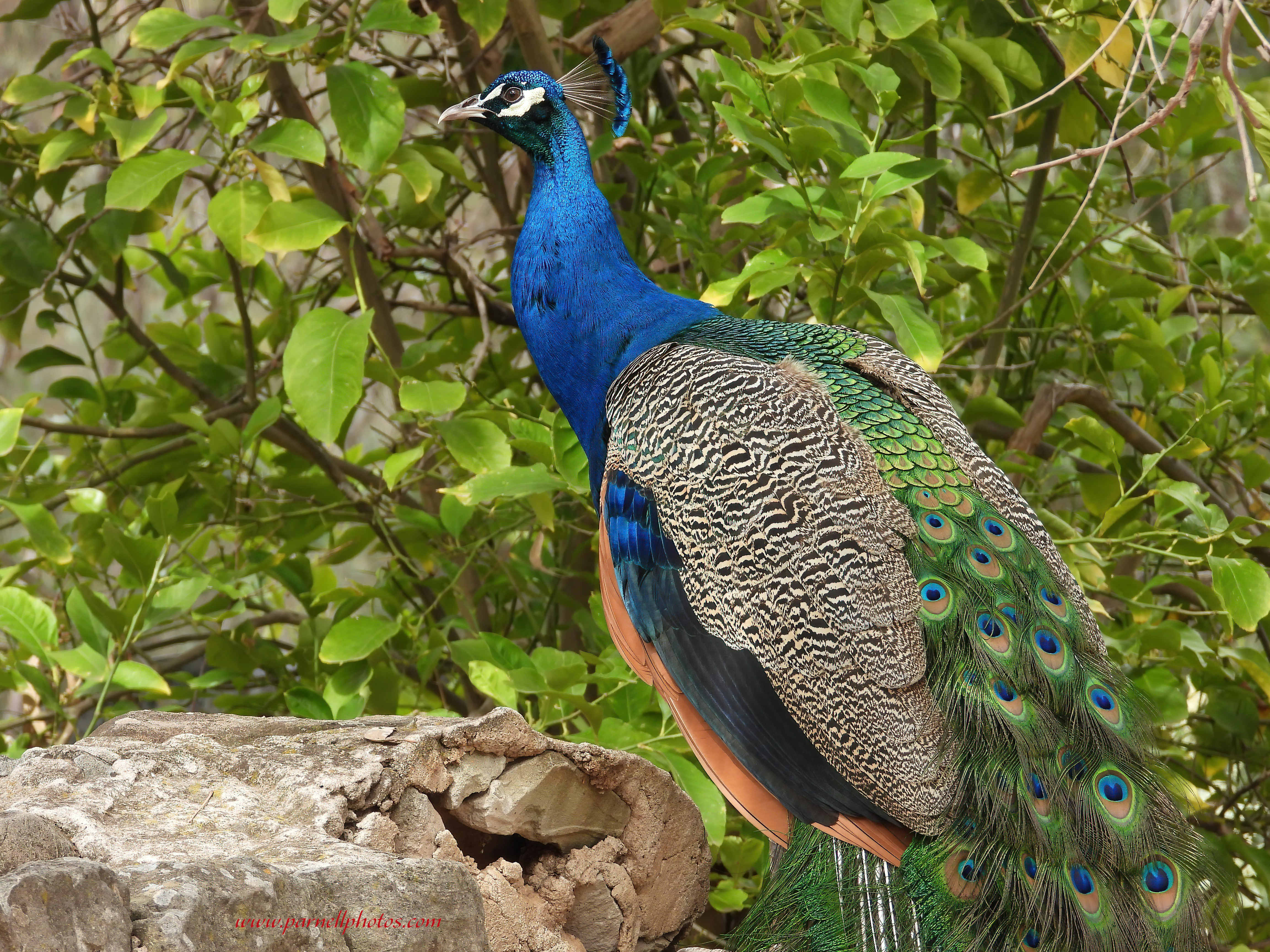 Peacock on Wall