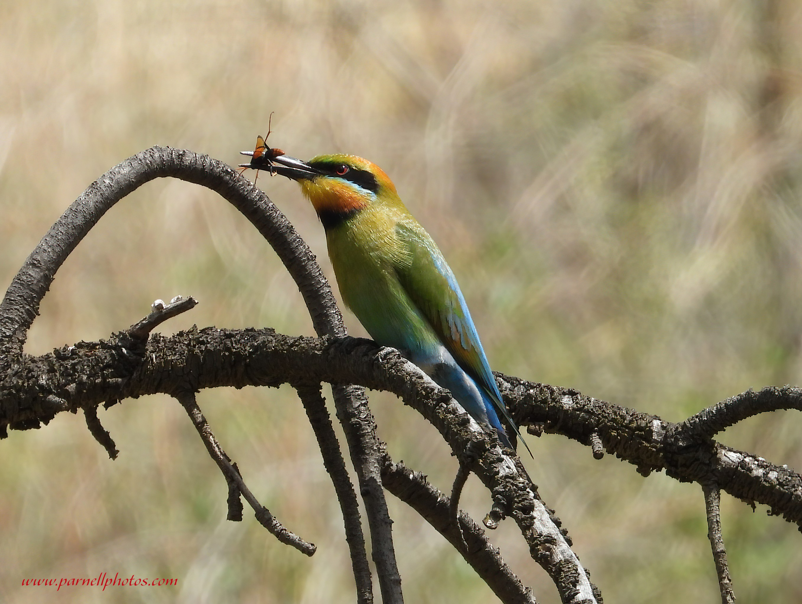 Rainbow Bee-eater Dinner